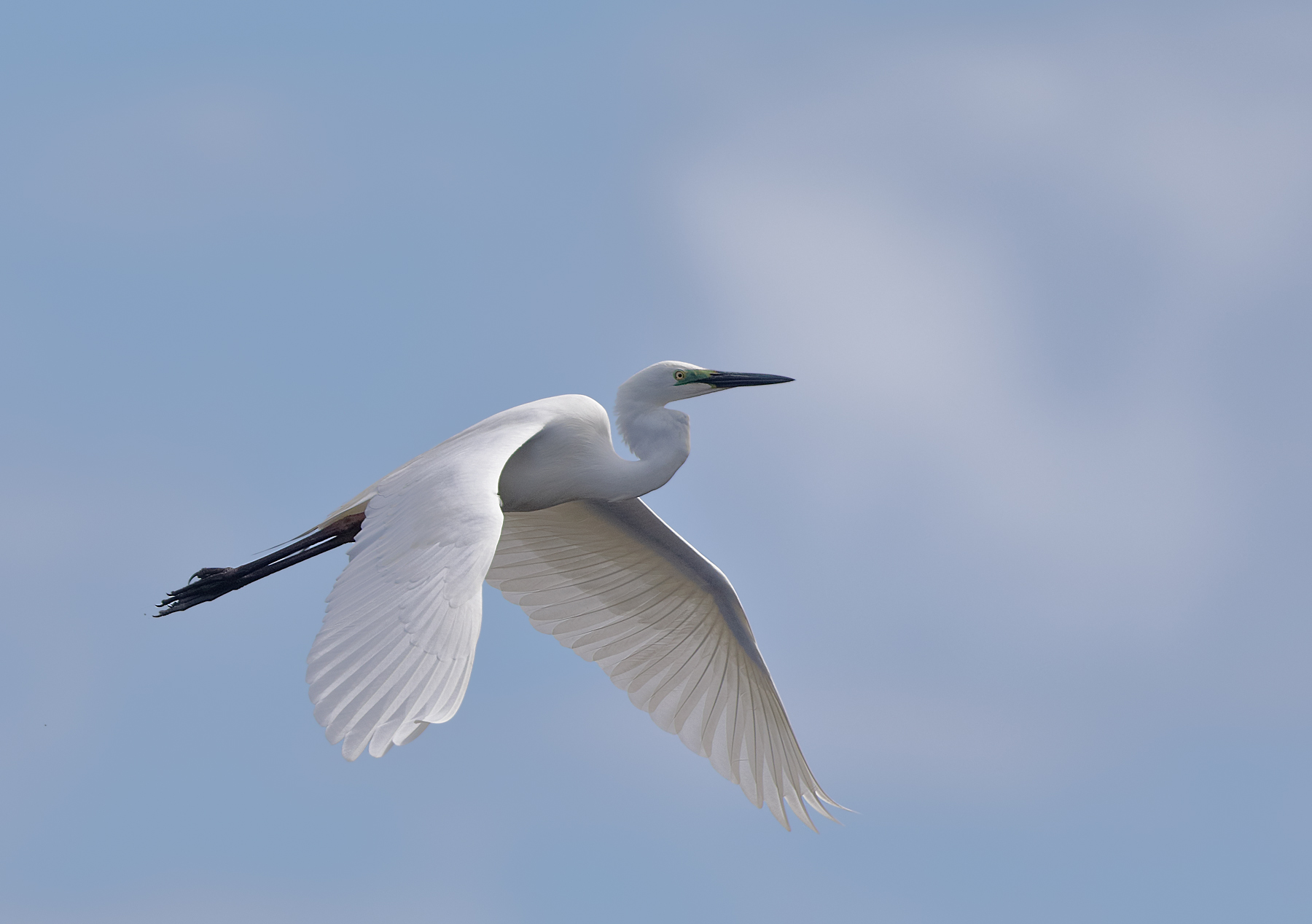Great Egret (Image ID 43159)