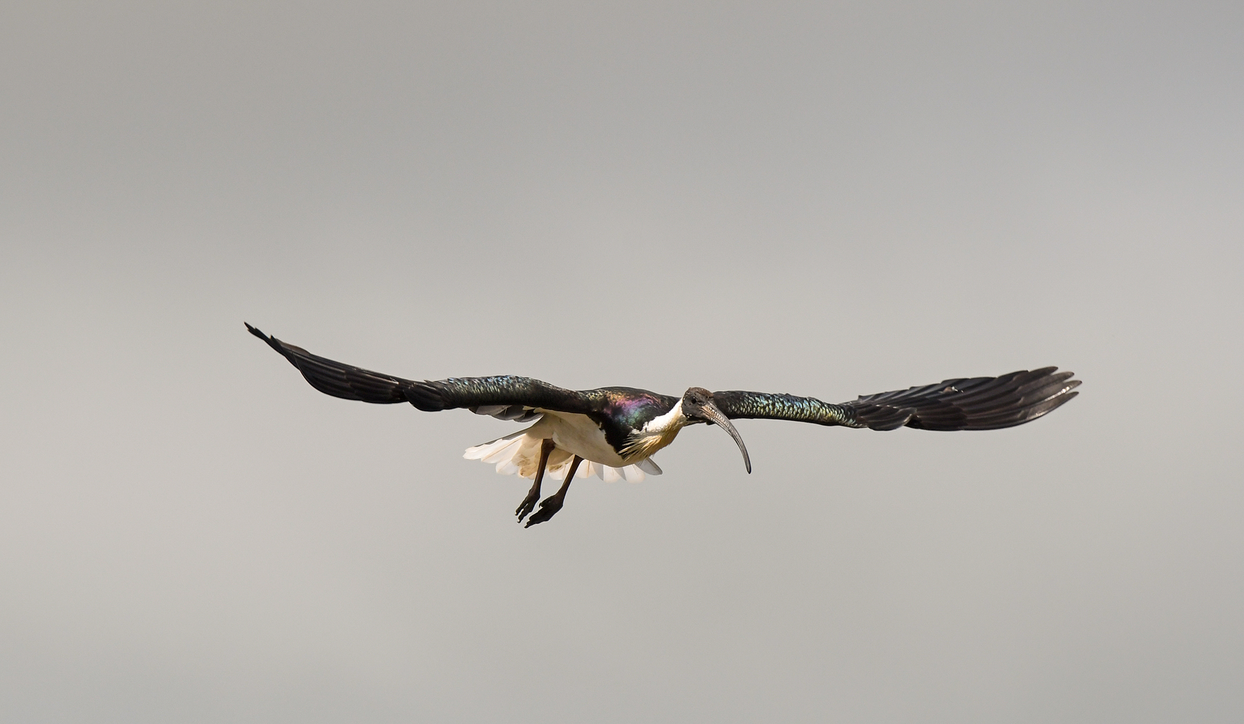 Straw-necked Ibis (Image ID 42666)