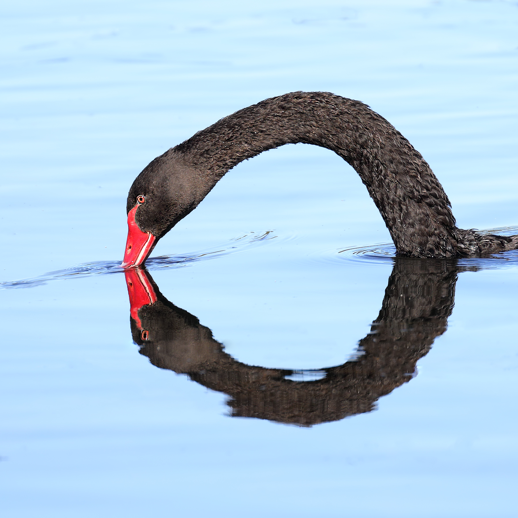 Black Swan (Image ID 42732)
