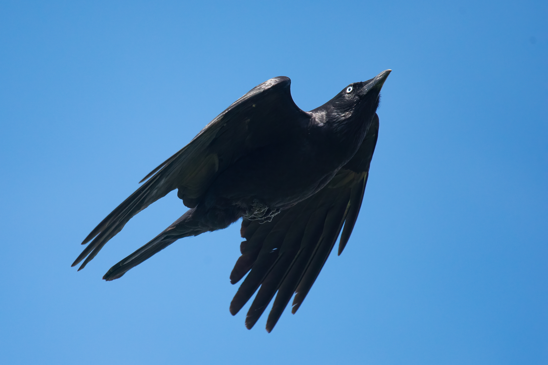 Little Raven (Image ID 42958)