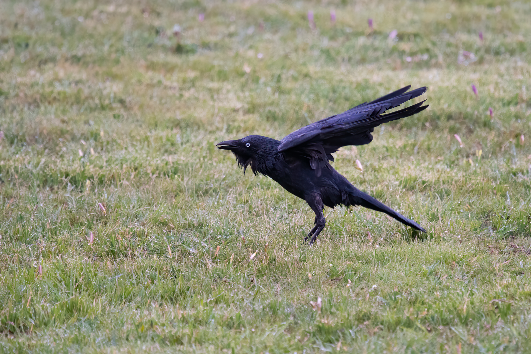 Little Raven (Image ID 42959)