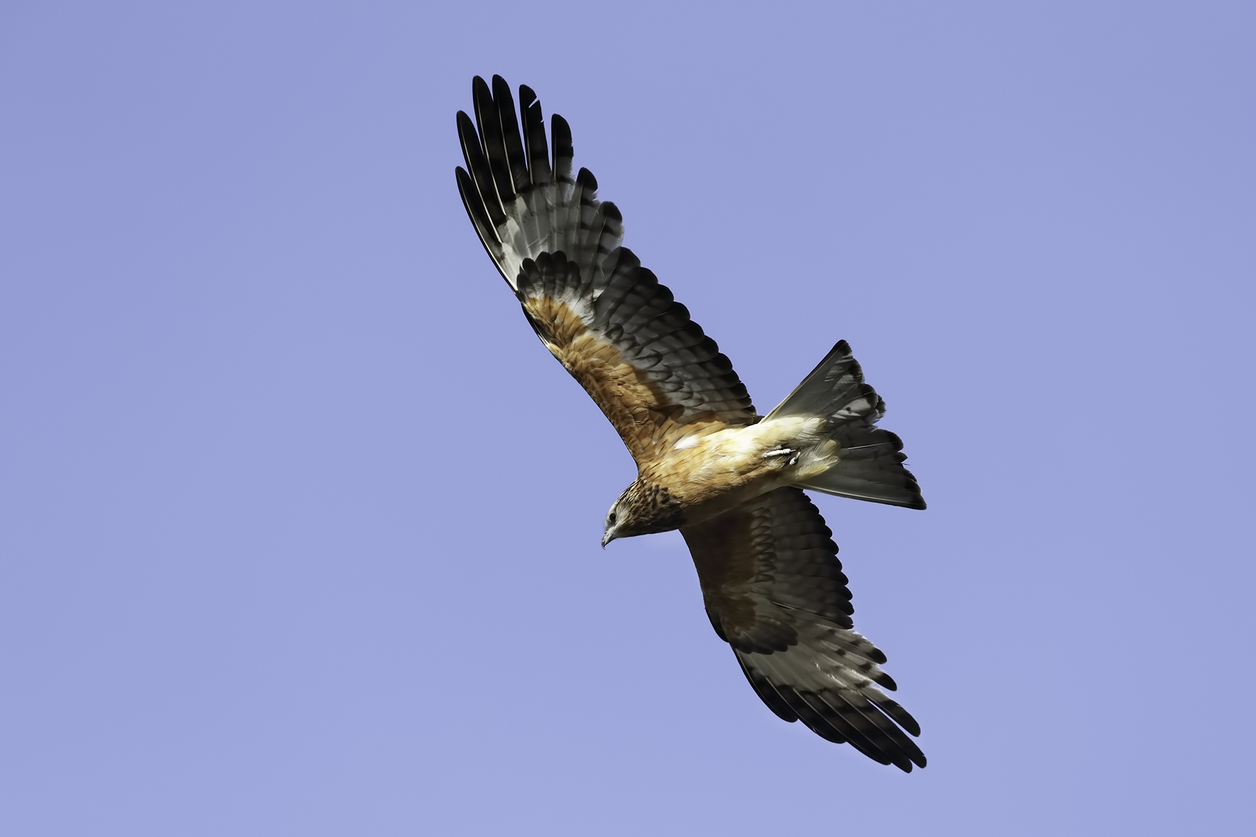 Square-tailed Kite (Image ID 43092)