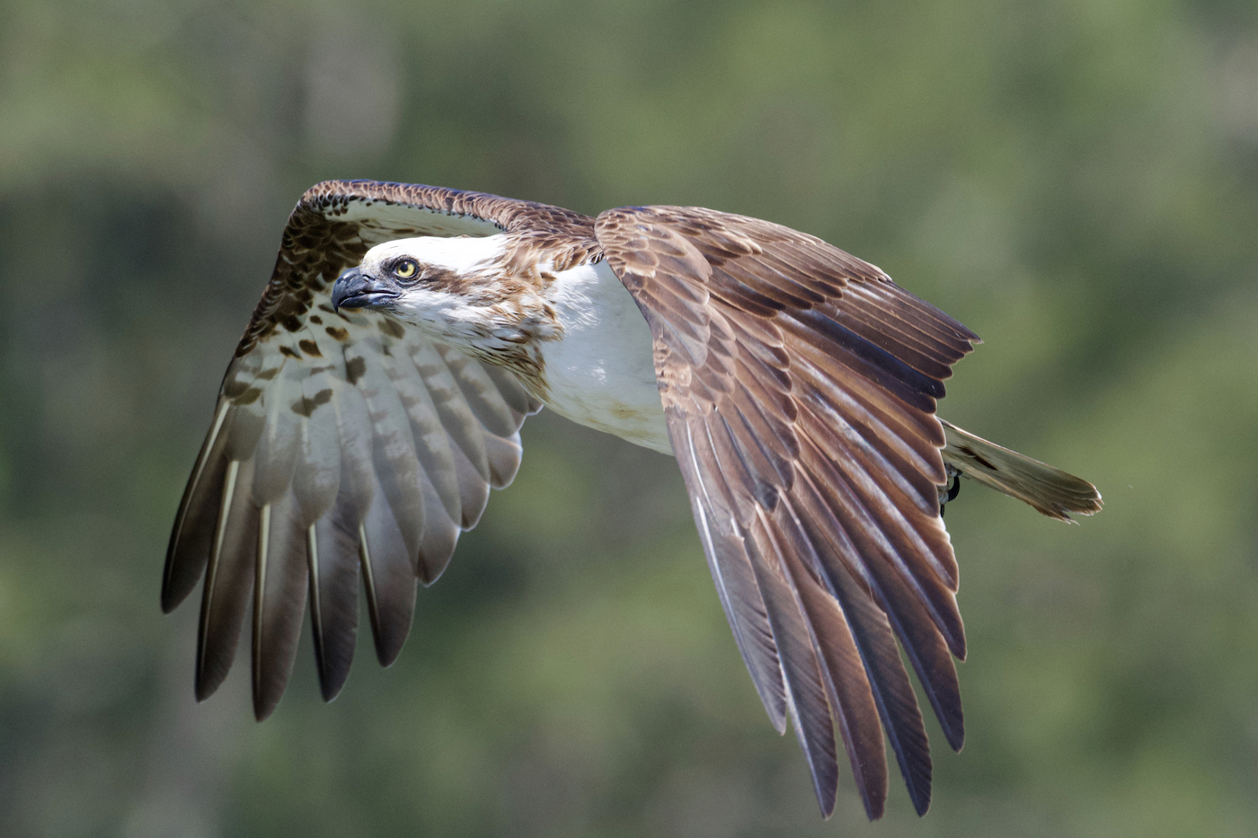 Osprey (Image ID 42702)