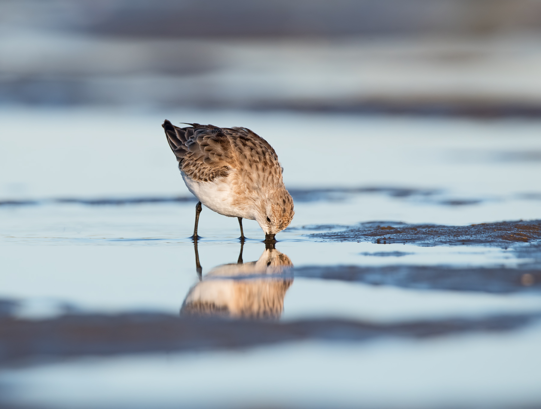 Red-necked Stint (Image ID 42883)