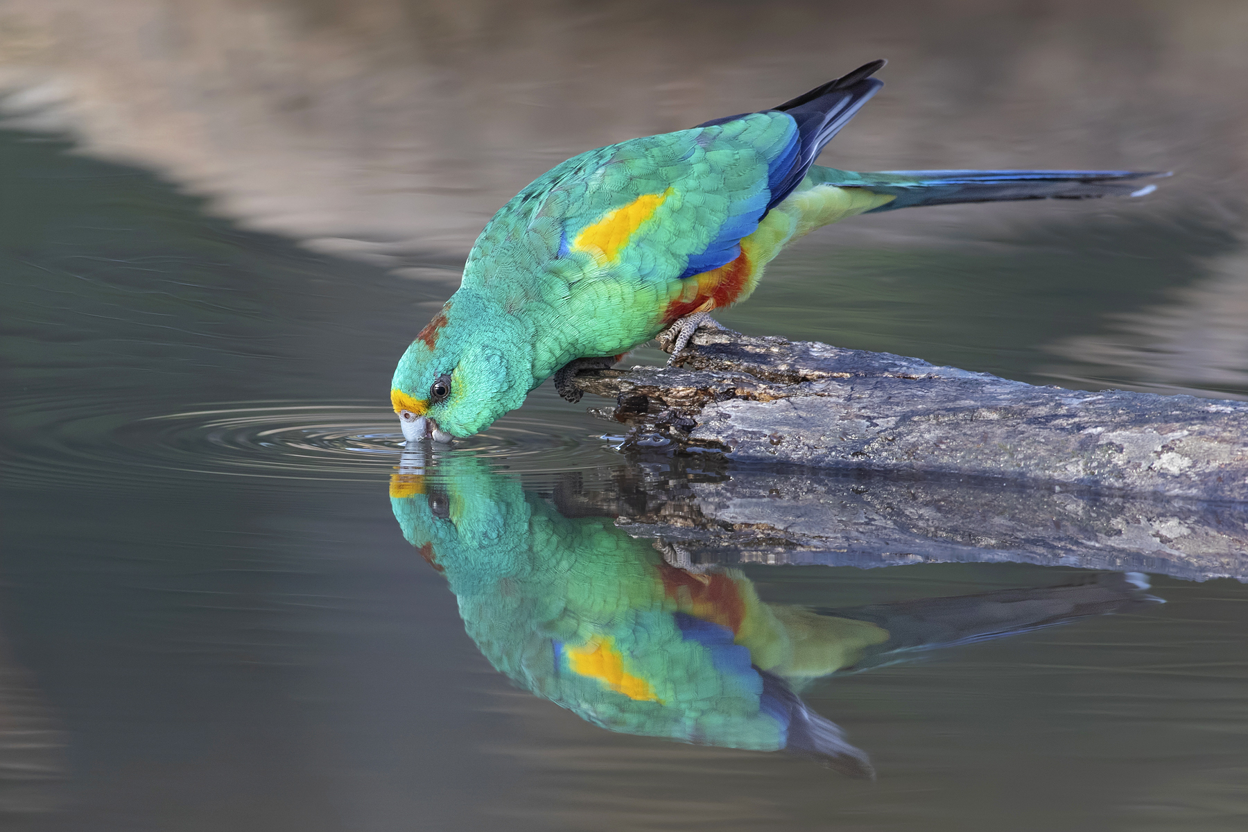 Mulga Parrot (Image ID 42875)