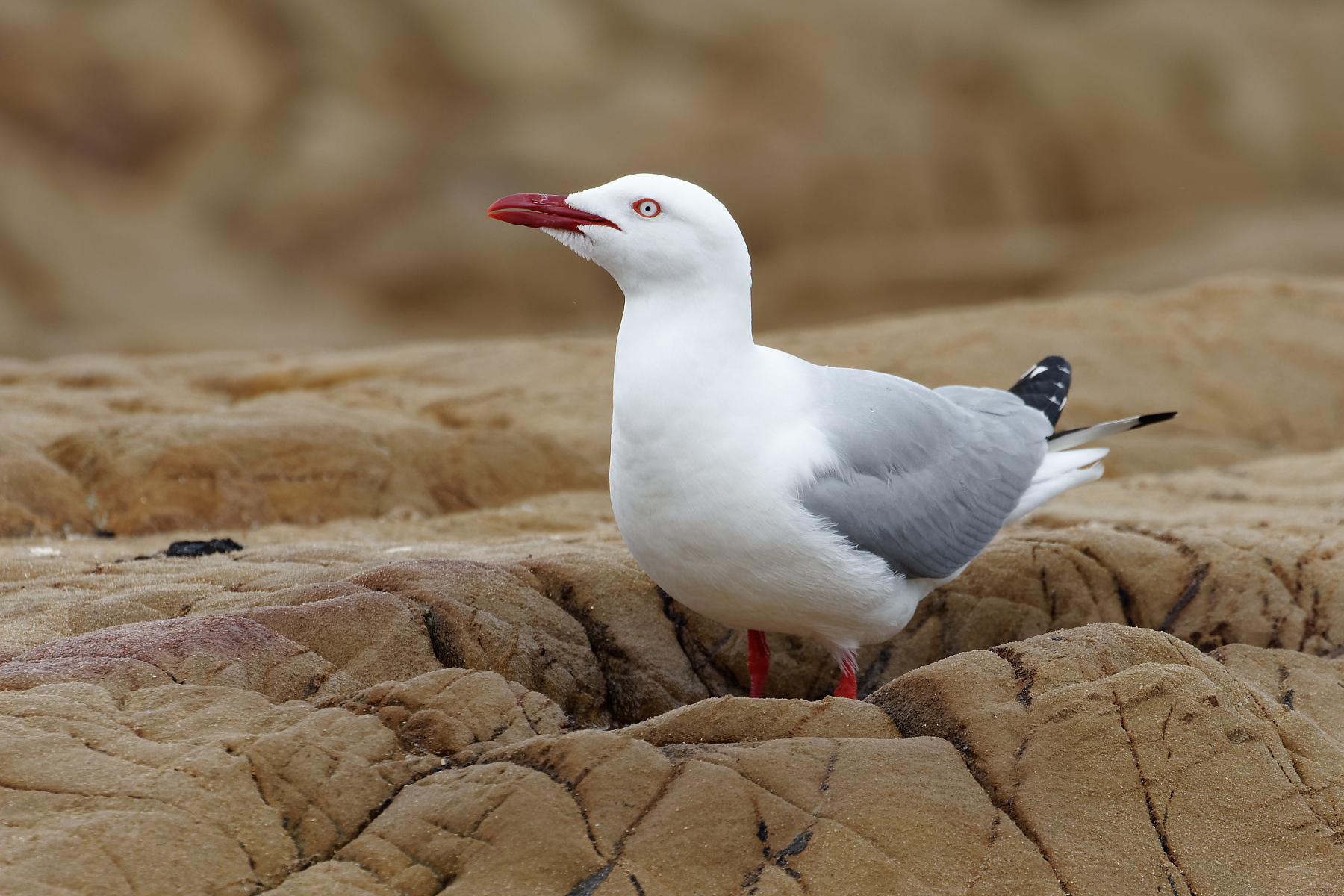 Silver Gull (Image ID 42956)