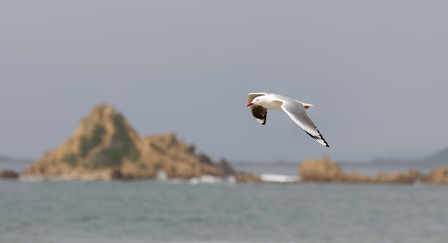 Silver Gull (Image ID 42955)
