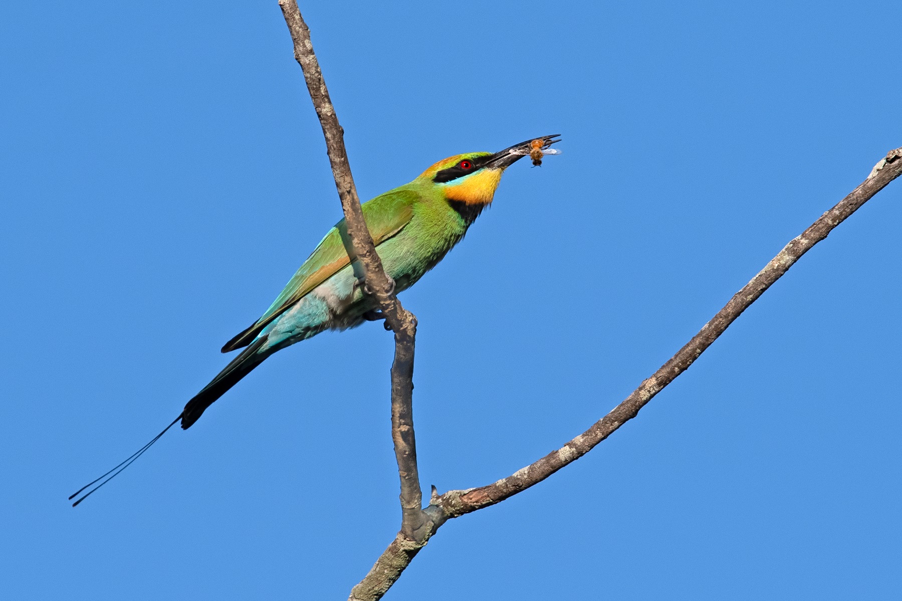 Rainbow Bee-eater (Image ID 42872)