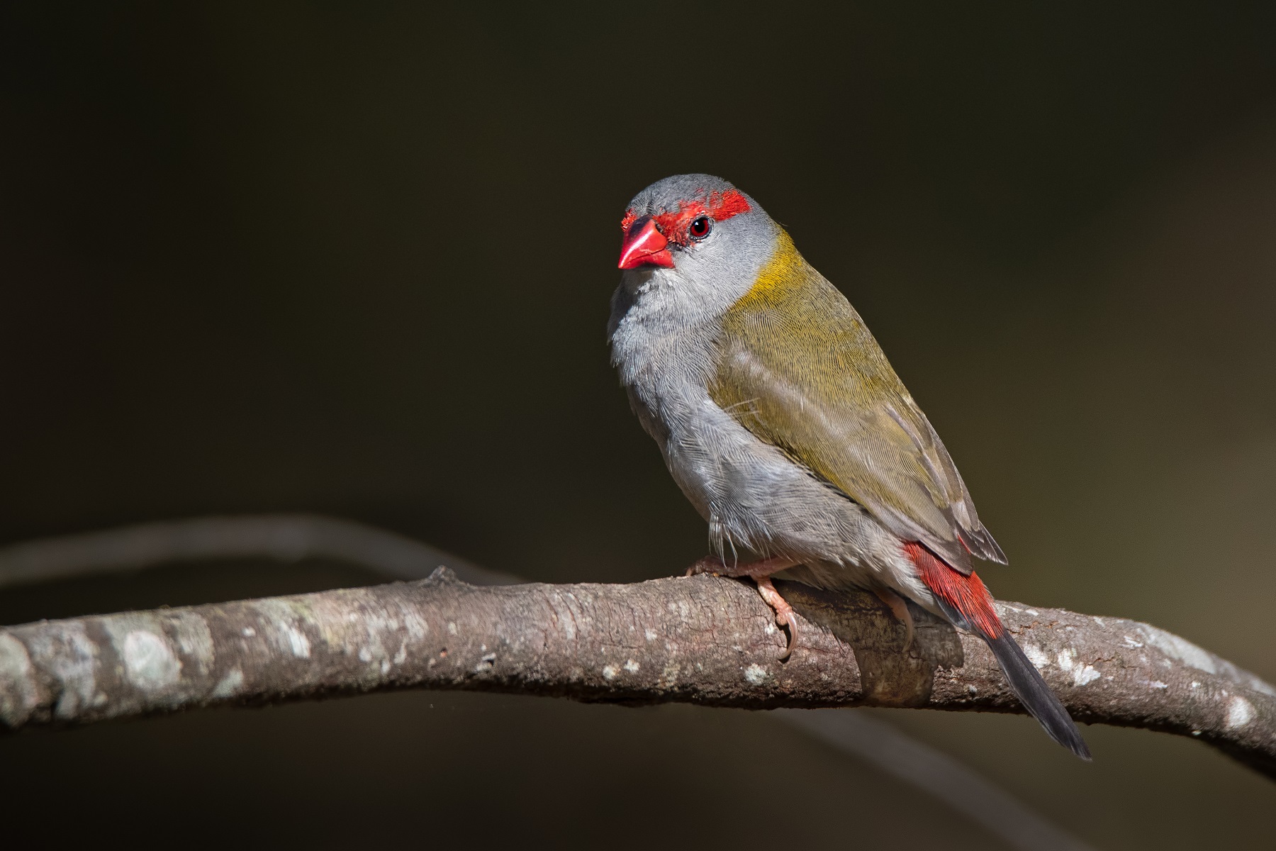 Red-browed Finch (Image ID 42778)