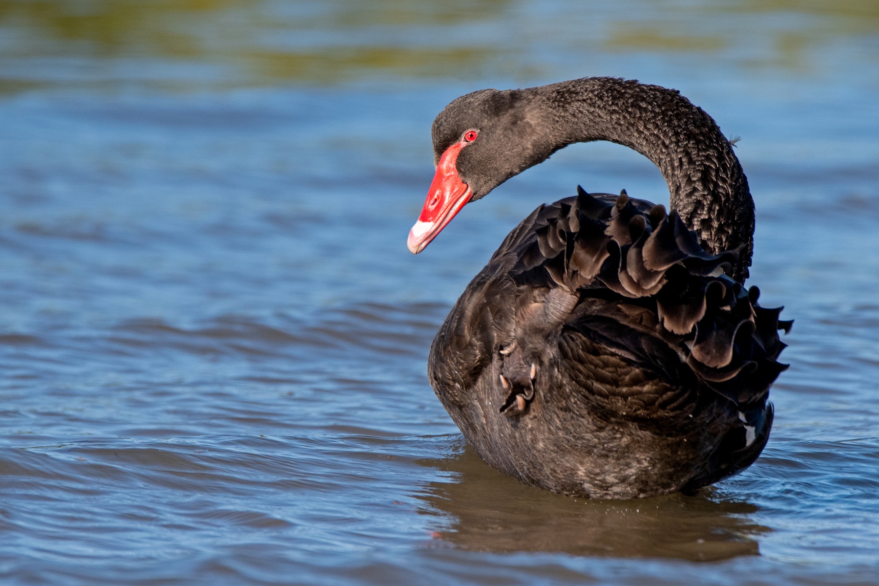 Black Swan (Image ID 43134)