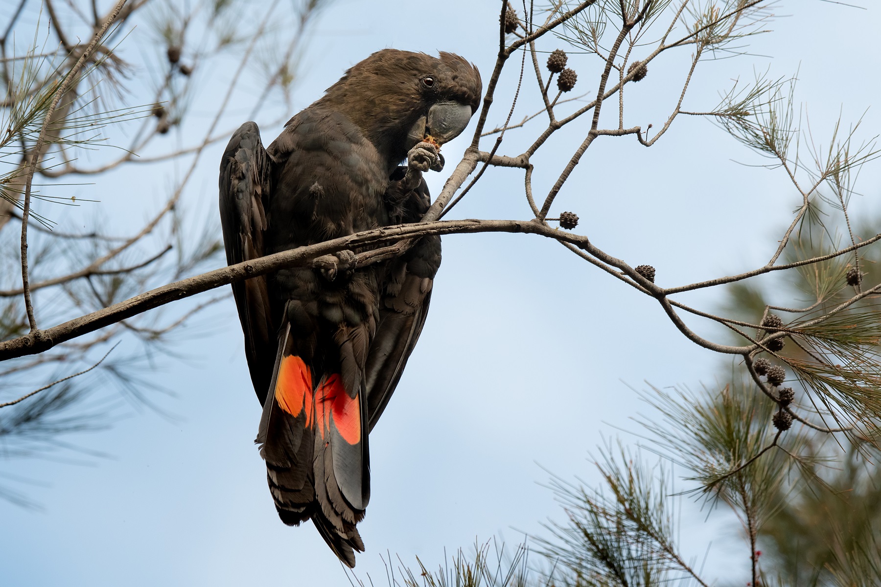 Glossy Black-Cockatoo (Image ID 43135)