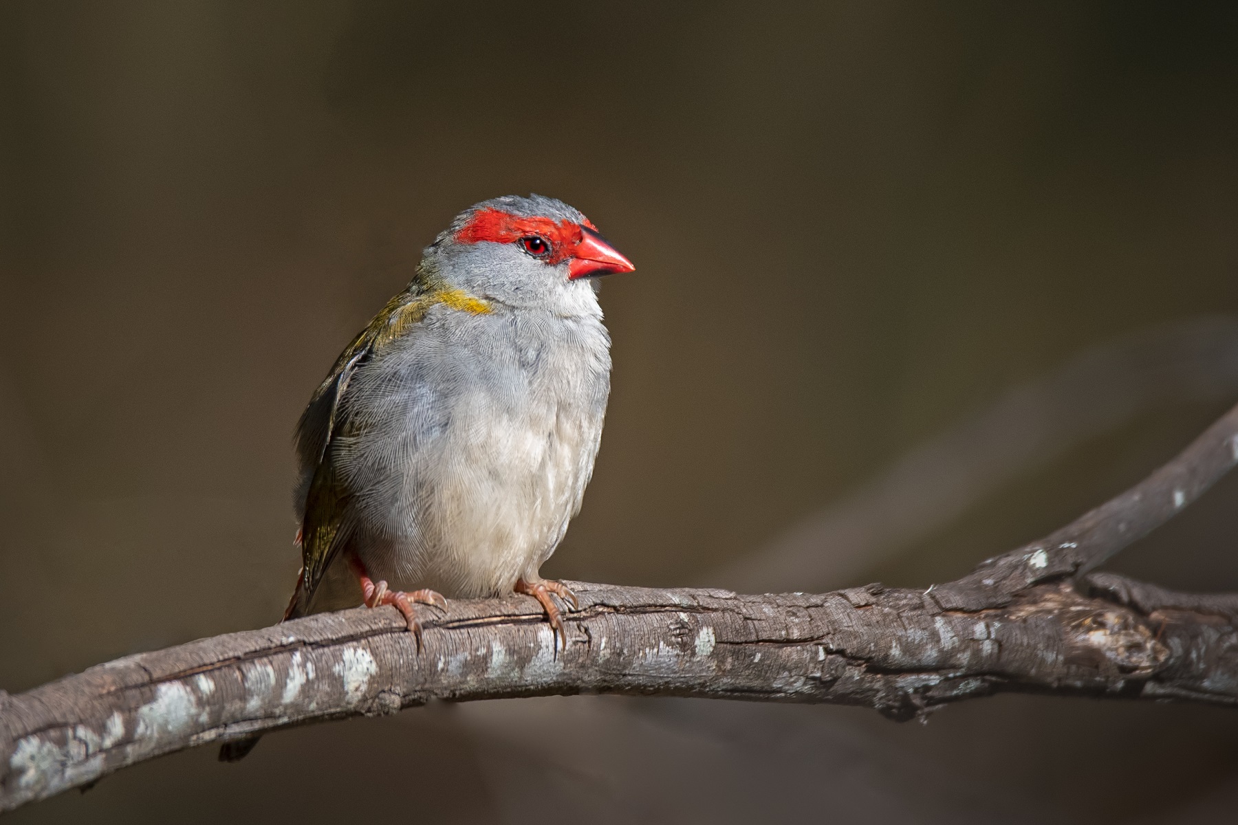 Red-browed Finch (Image ID 42775)