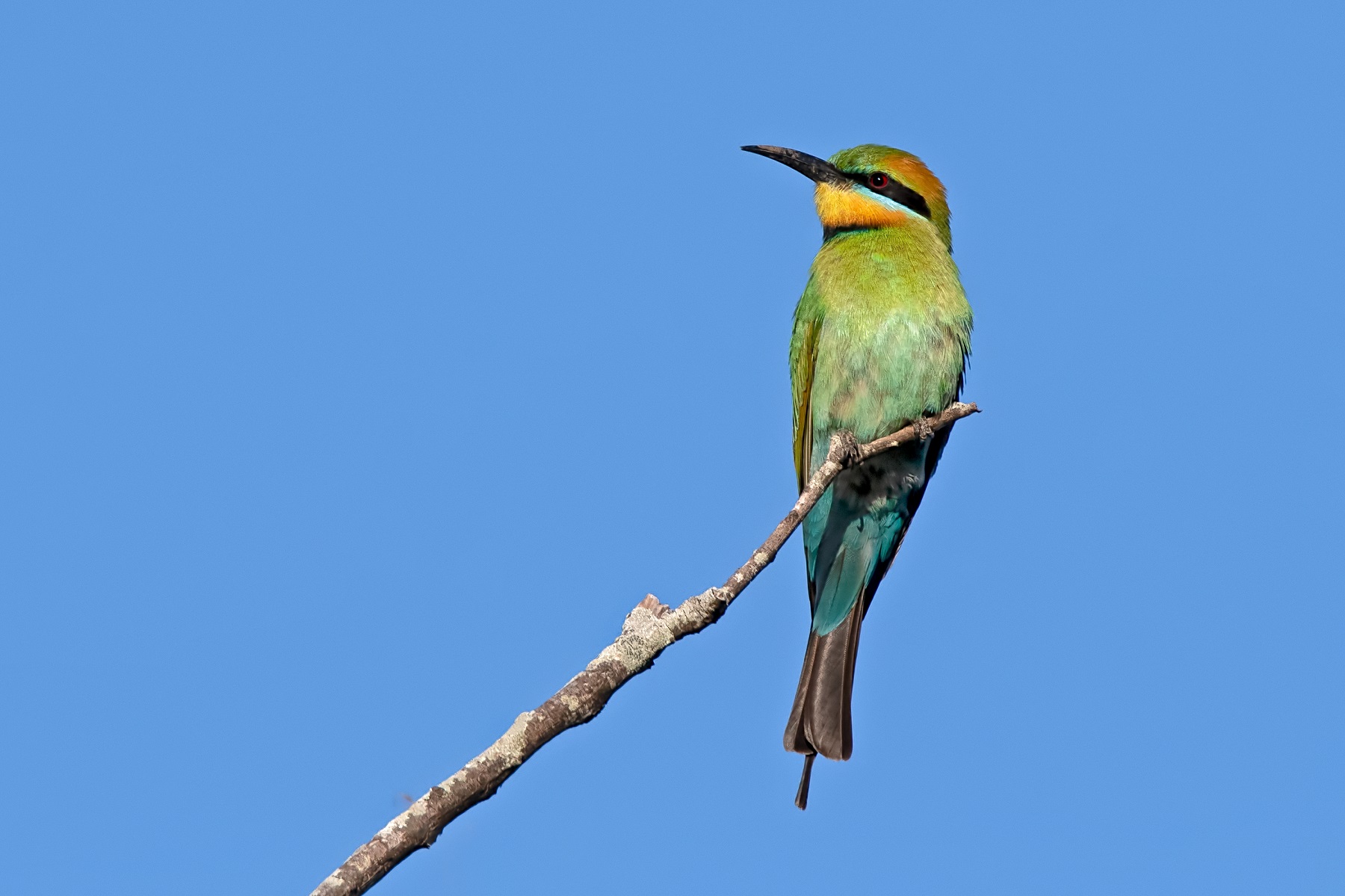 Rainbow Bee-eater (Image ID 42870)