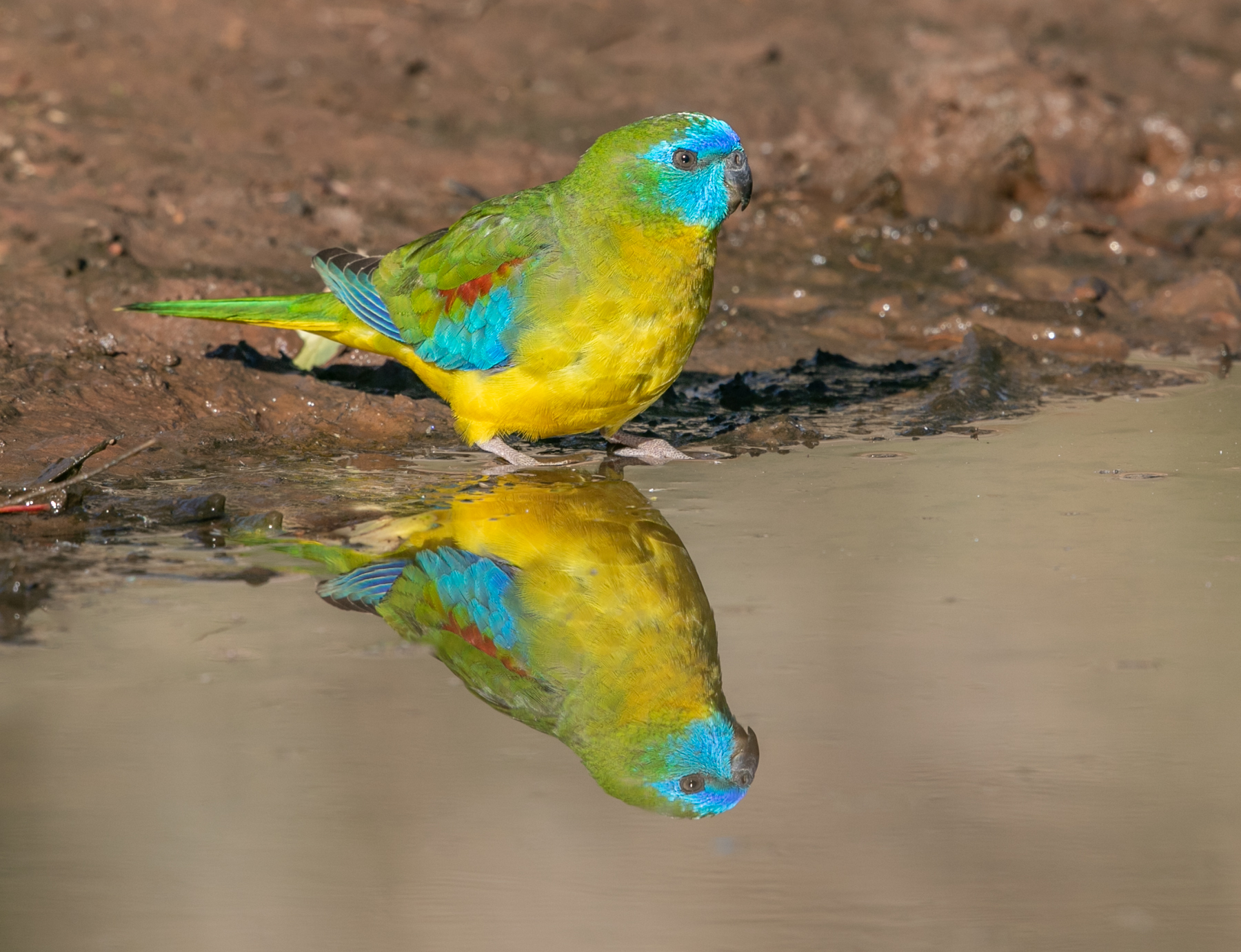 Turquoise Parrot (Image ID 43182)