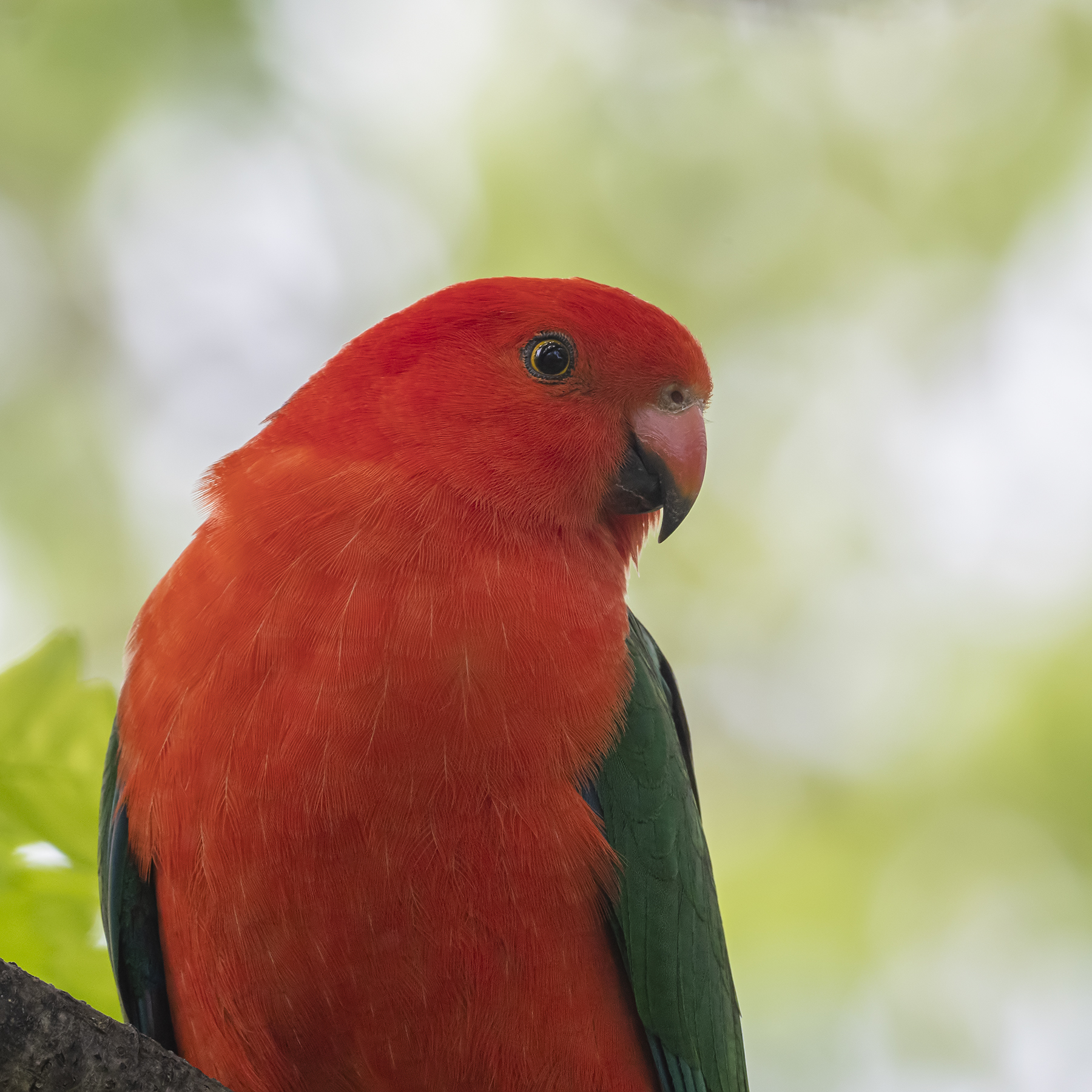 Australian King-Parrot (Image ID 43021)