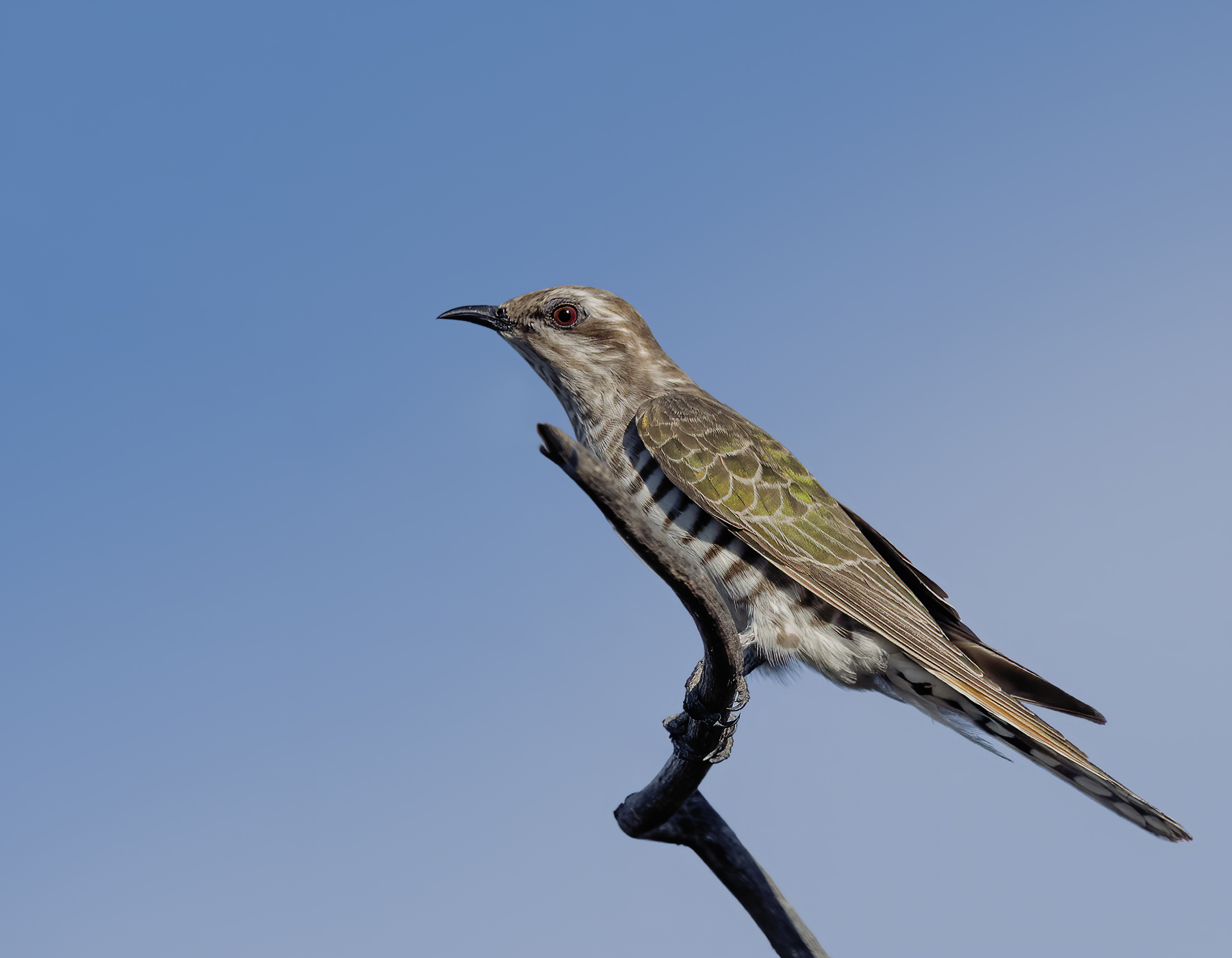 Horsfield's Bronze-Cuckoo (Image ID 42876)