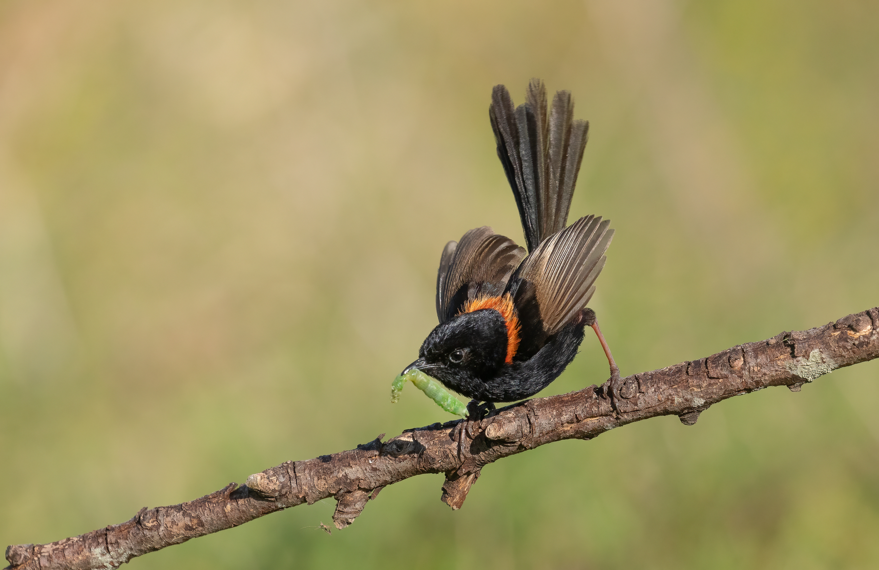 Red-backed Fairy-wren (Image ID 42852)