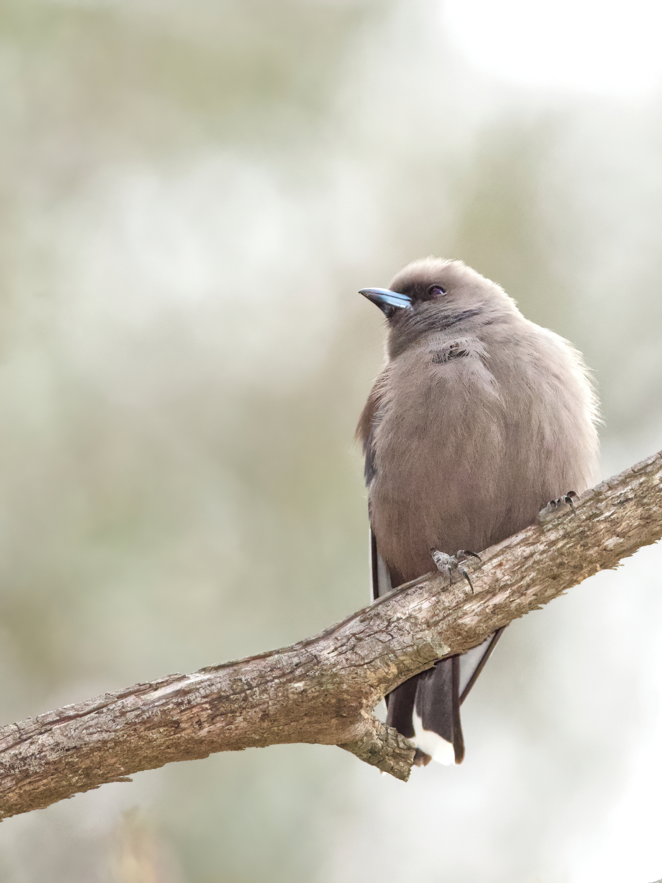 Dusky Woodswallow (Image ID 42829)
