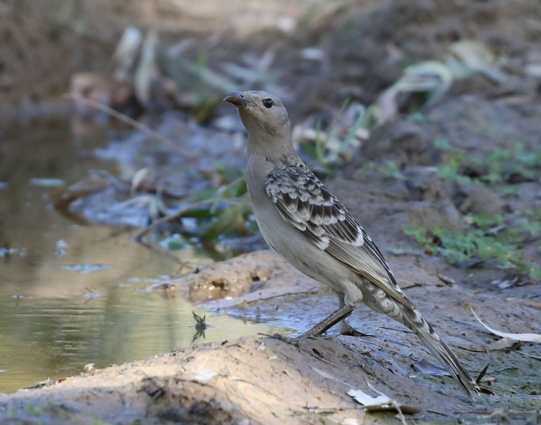 Great Bowerbird (Image ID 42992)