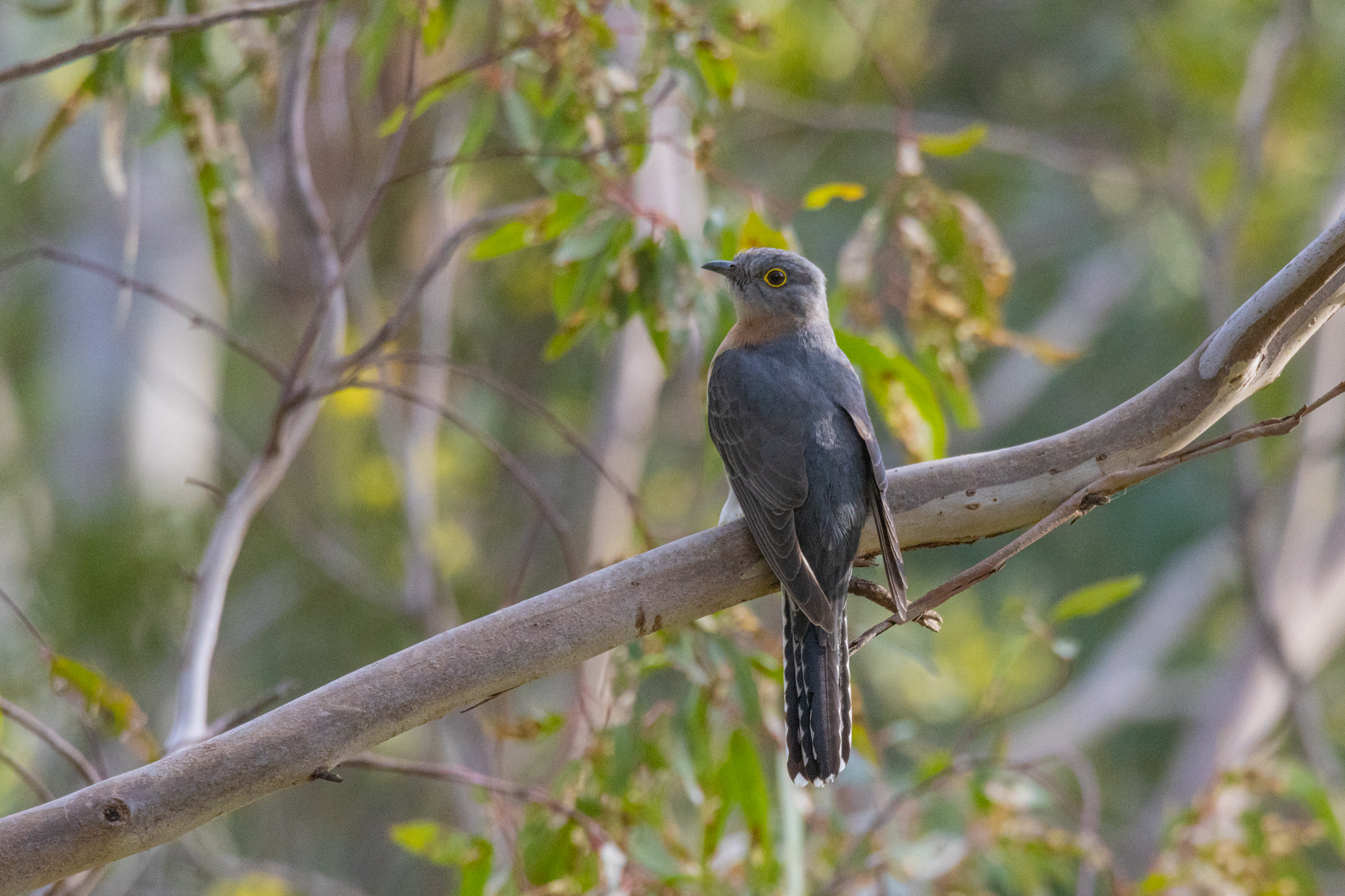 Fan-tailed Cuckoo (Image ID 43099)
