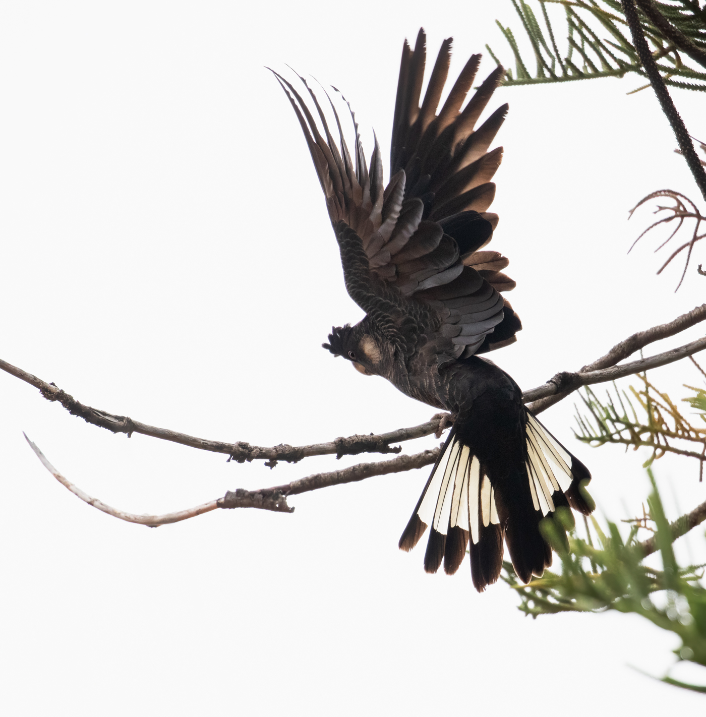 Carnaby's Black-Cockatoo (Image ID 43181)