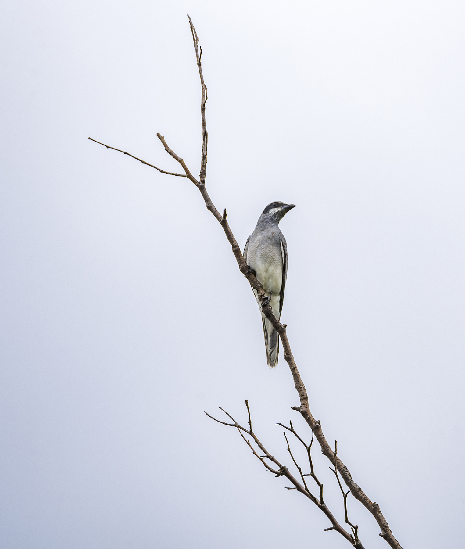 Black-faced Cuckoo-shrike (Image ID 42951)