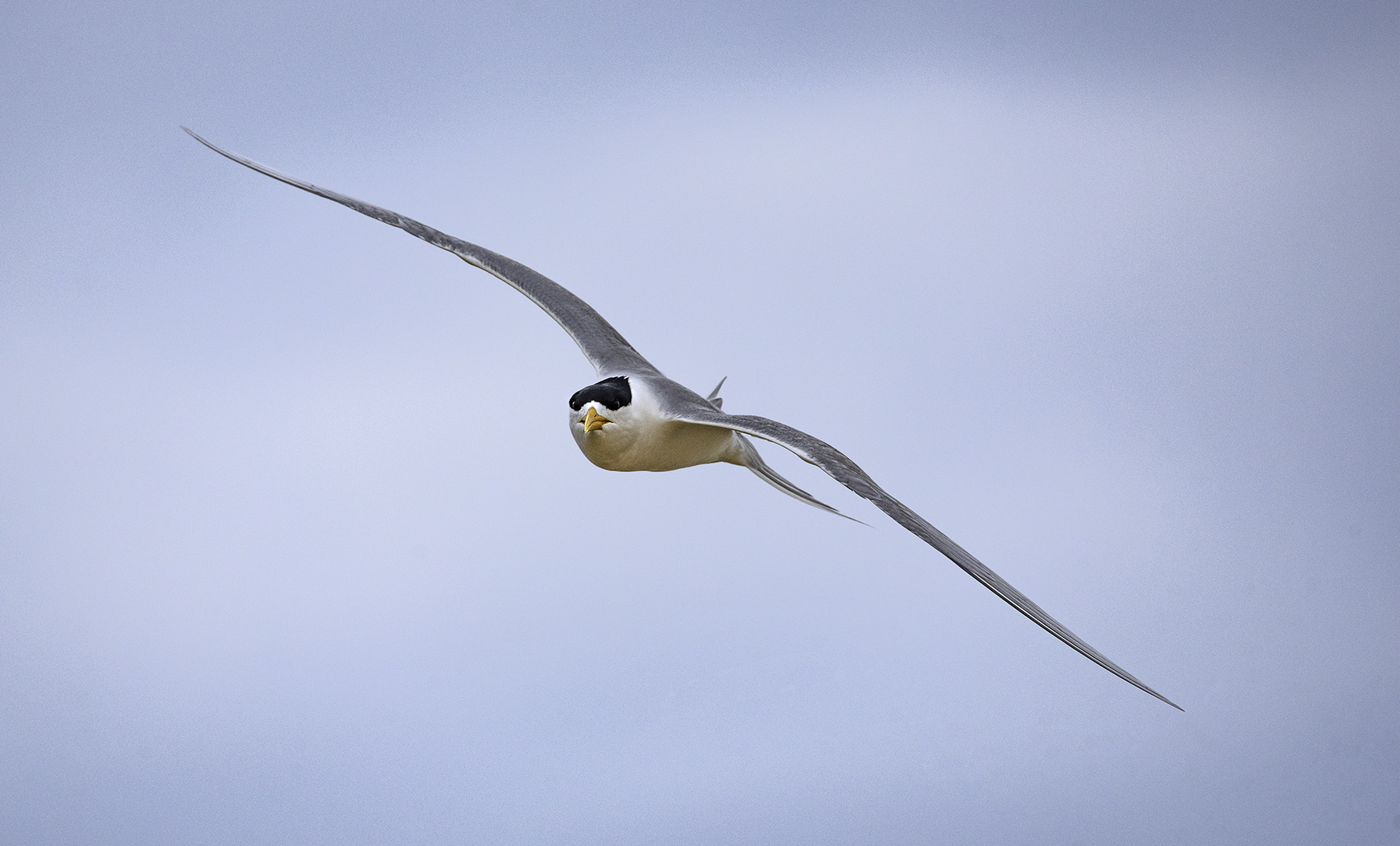 Greater Crested Tern (Image ID 42764)