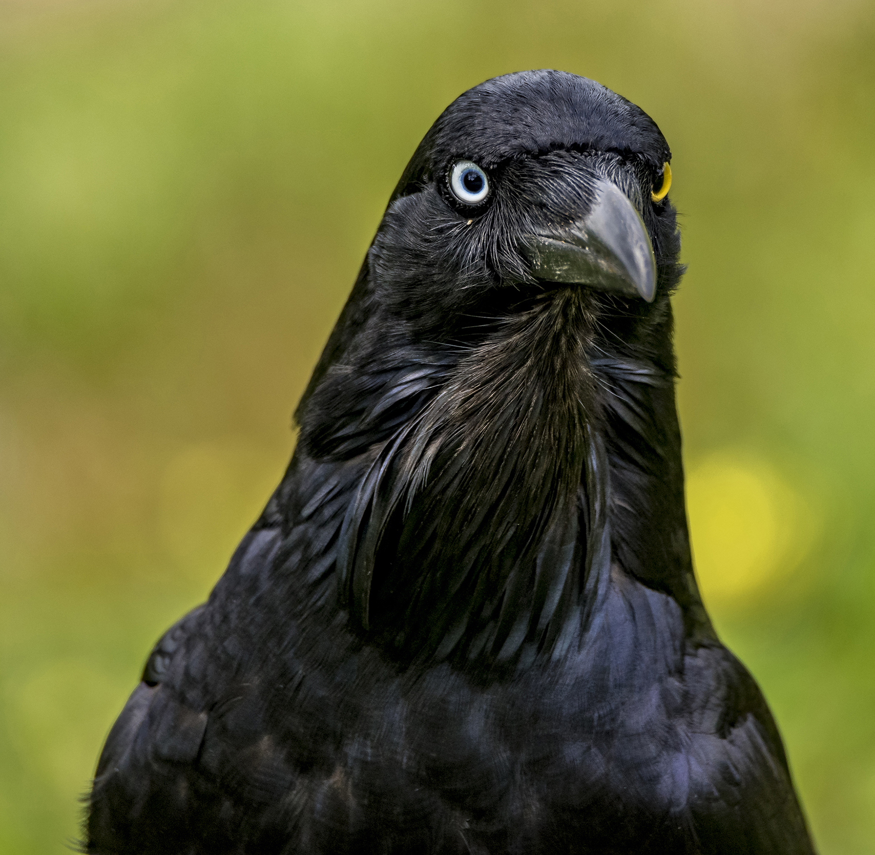 Australian Raven (Image ID 42948)