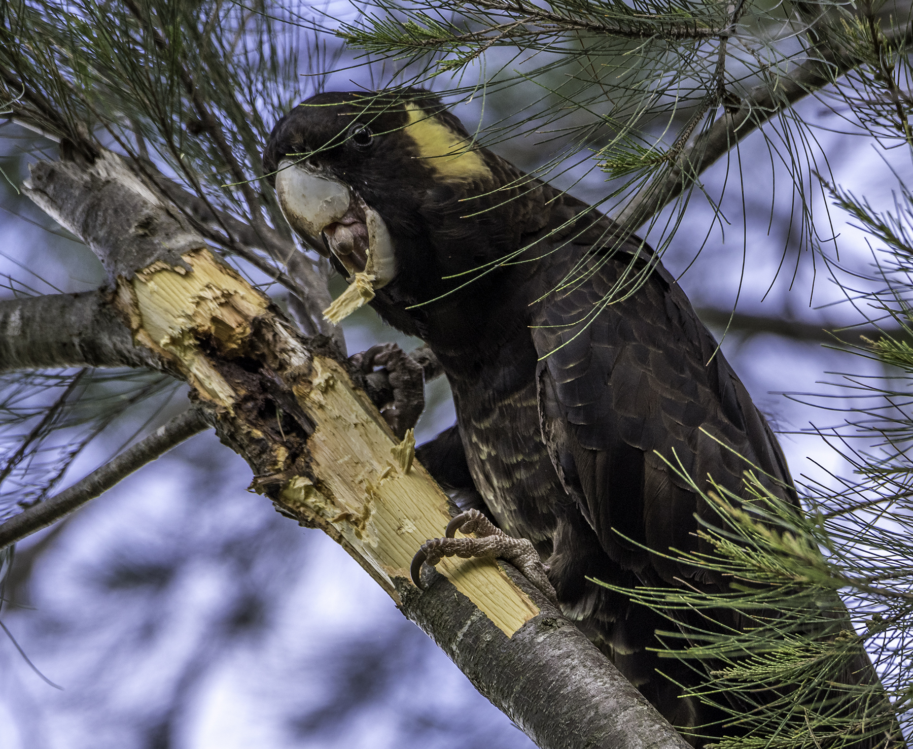 Yellow-tailed Black-Cockatoo (Image ID 43022)