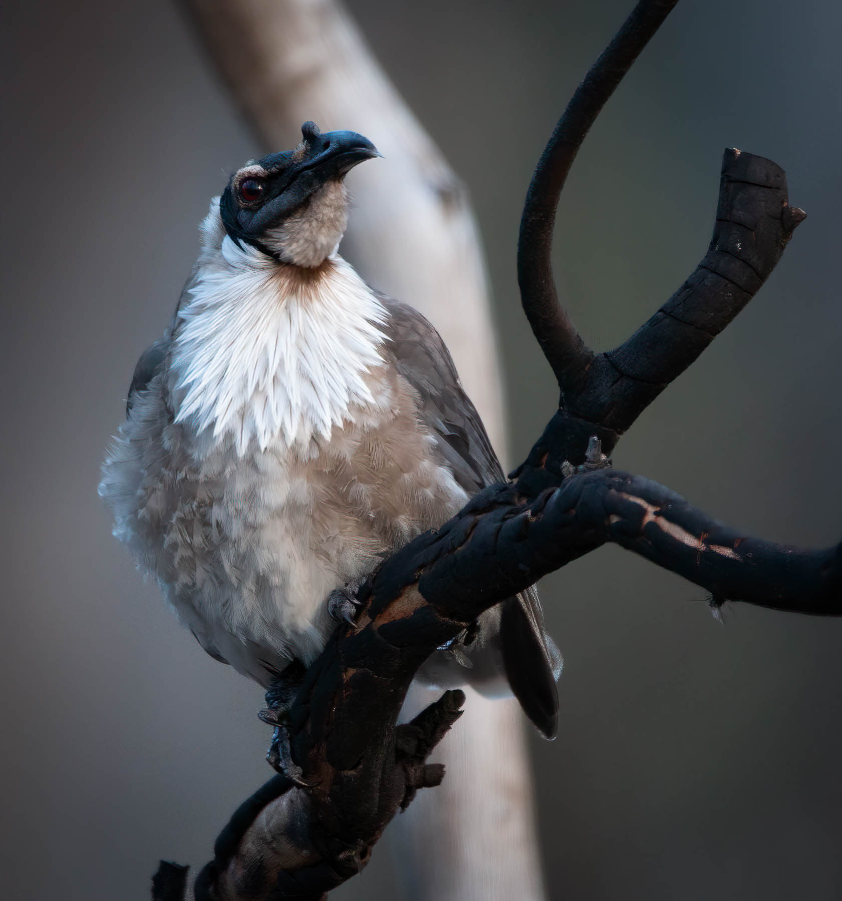 Noisy Friarbird (Image ID 42746)