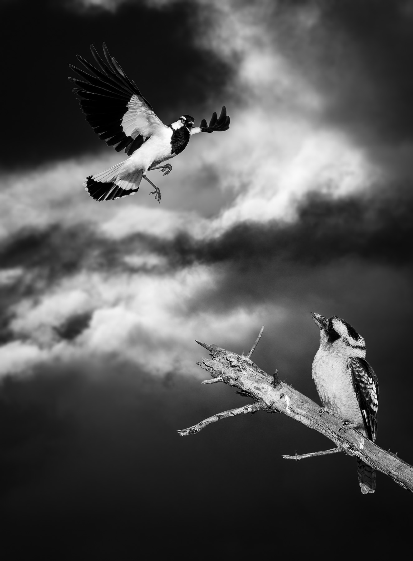 Laughing Kookaburra, Magpie-lark (Image ID 42748)