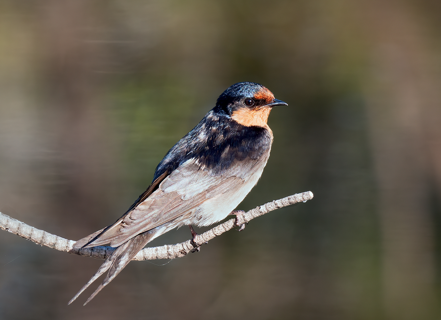 Welcome Swallow (Image ID 42850)