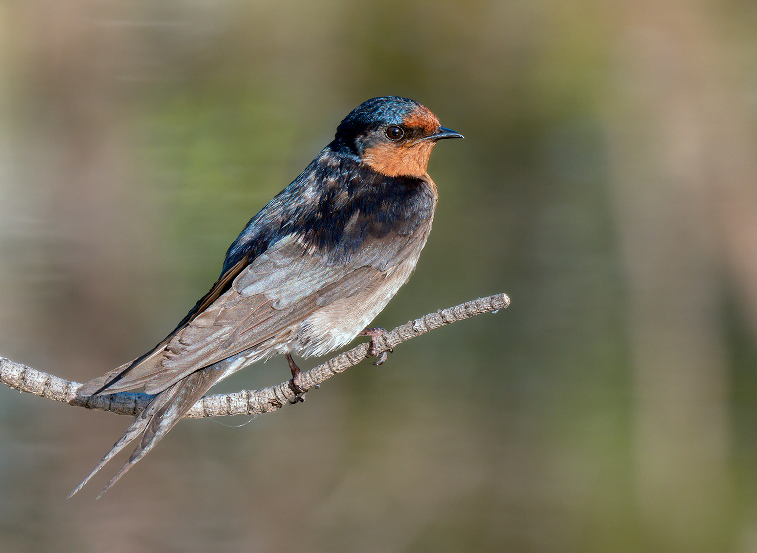 Welcome Swallow (Image ID 42976)