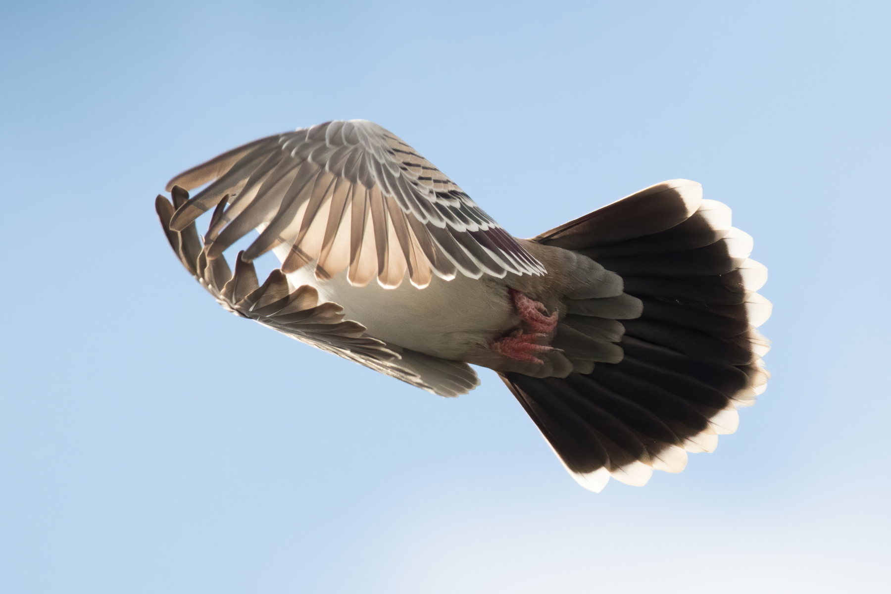 Crested Pigeon (Image ID 43069)
