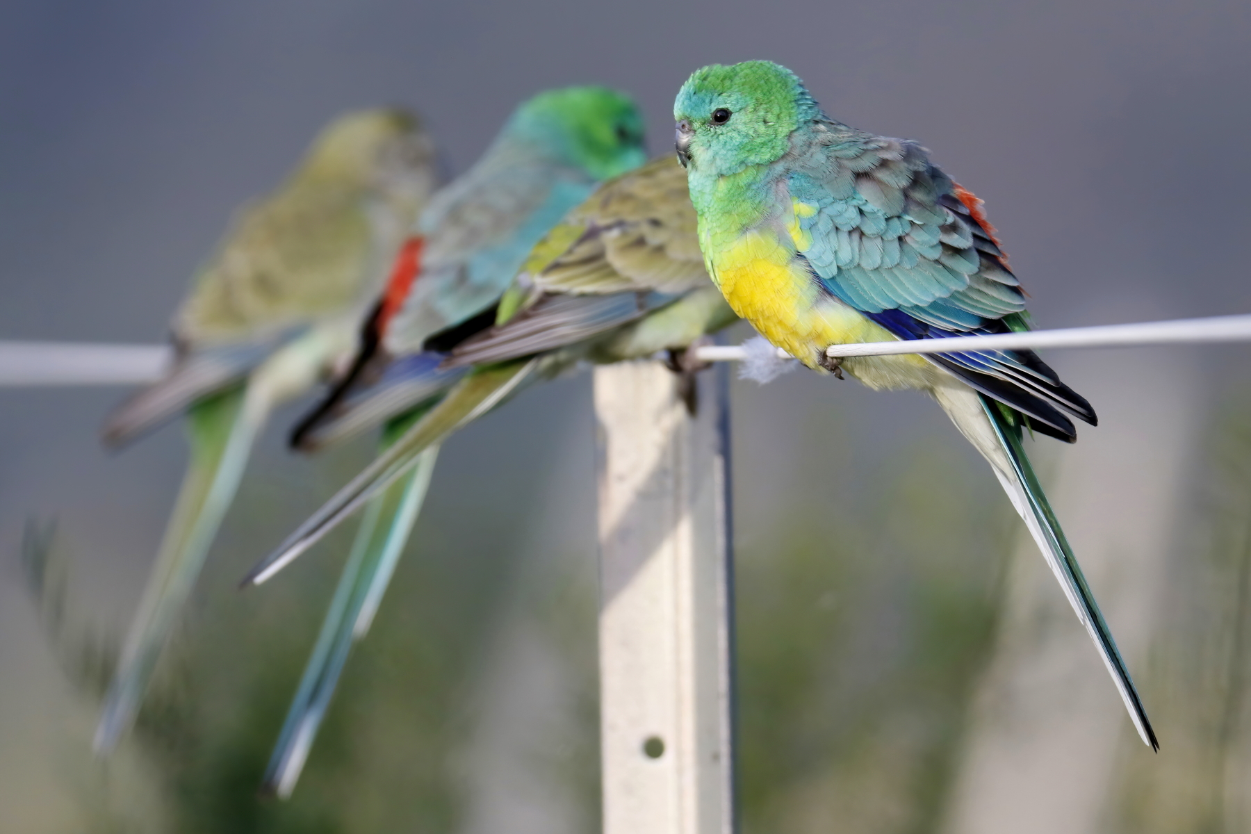 Red-rumped Parrot (Image ID 42779)