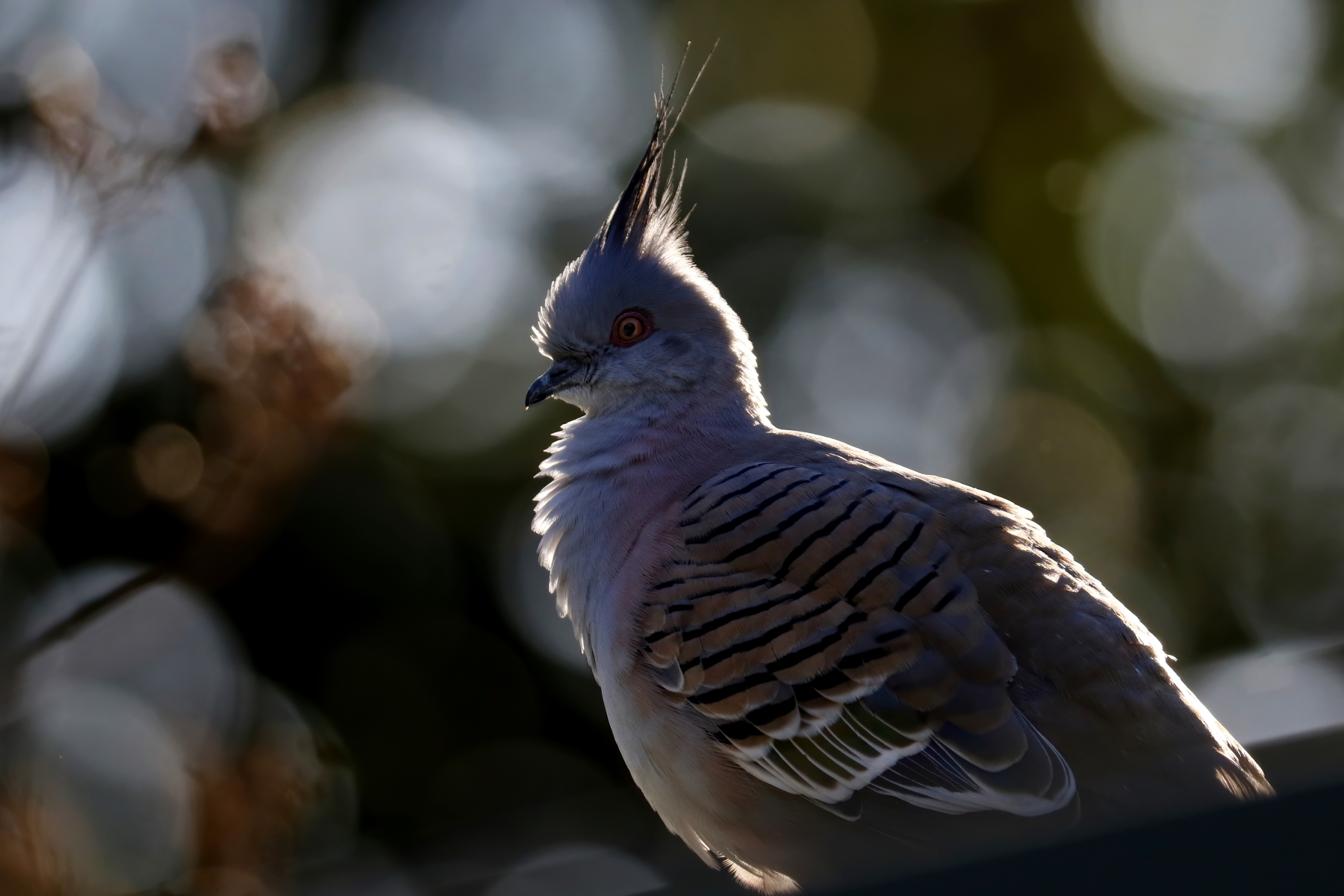 Crested Pigeon (Image ID 42650)