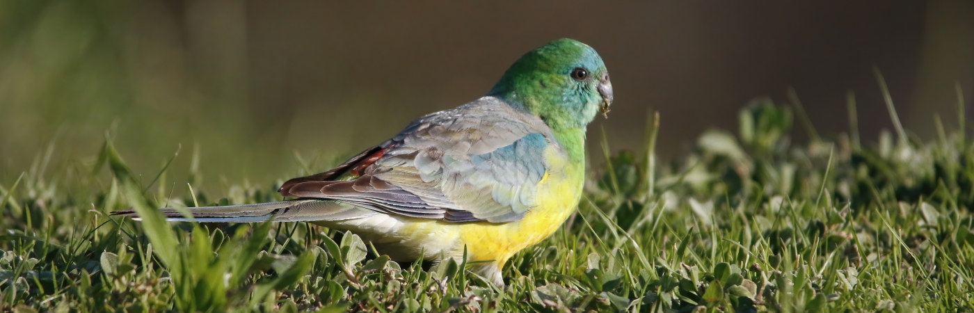 Red-rumped Parrot (Image ID 42940)