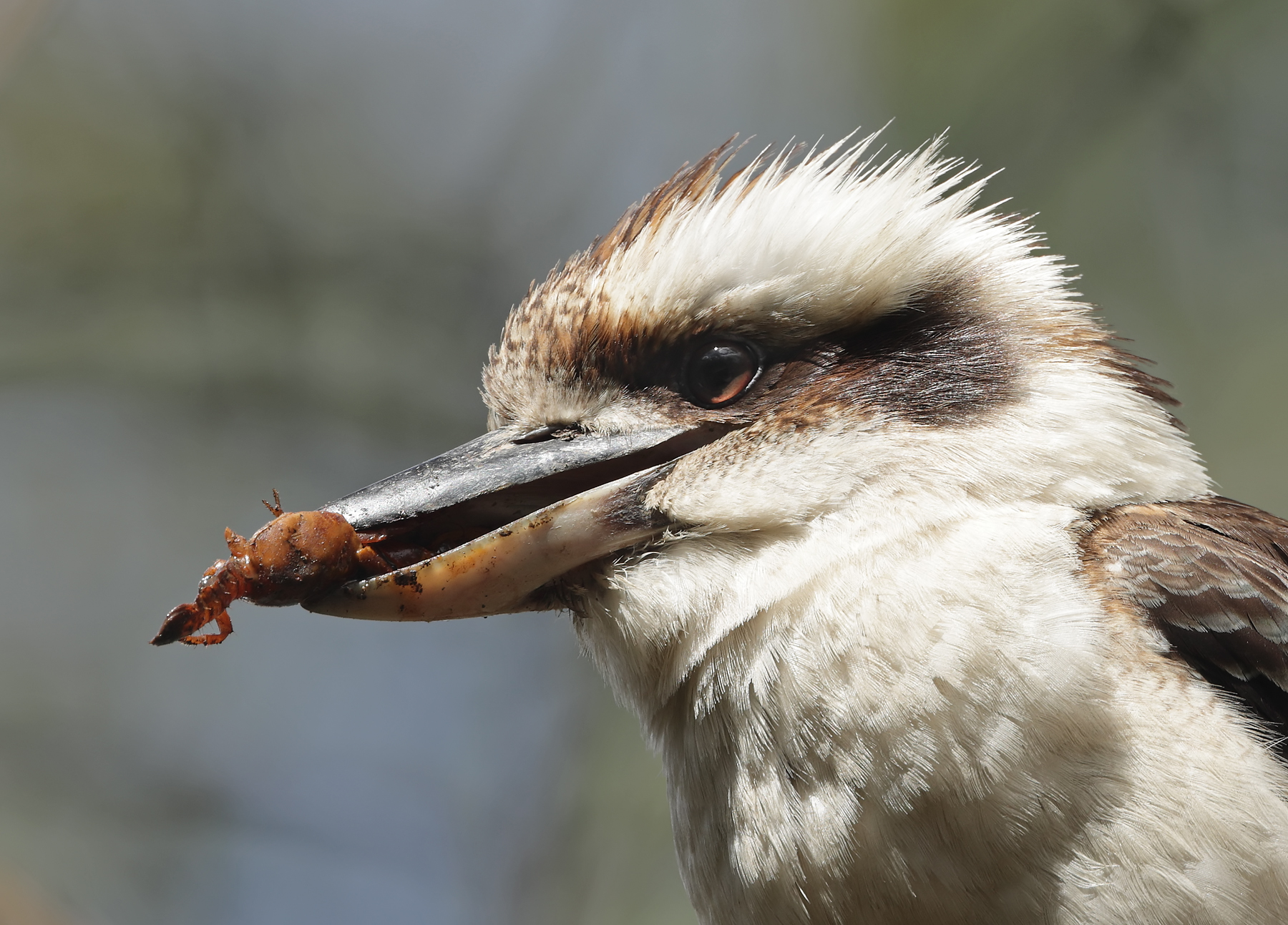 Laughing Kookaburra (Image ID 43350)
