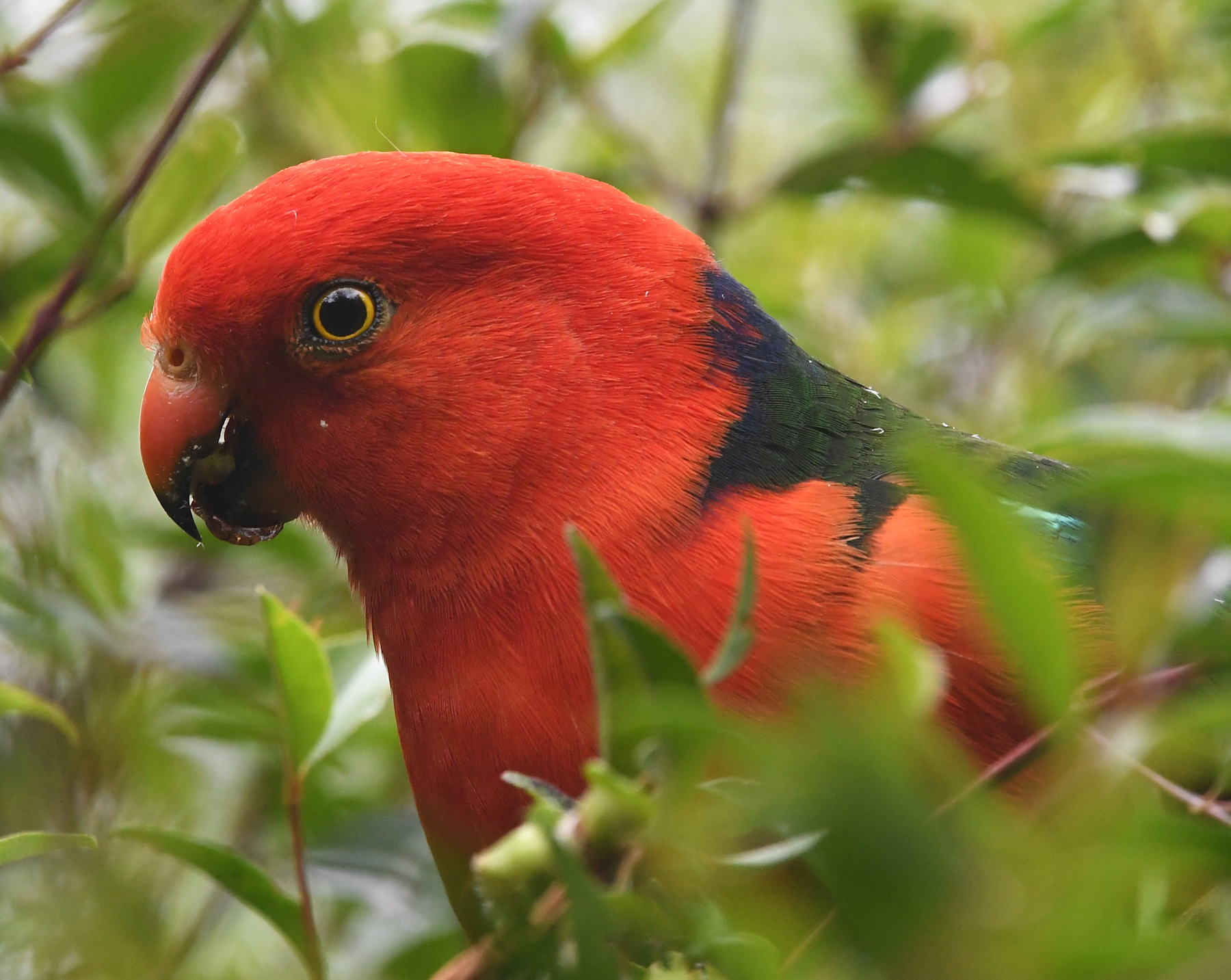 Australian King-Parrot (Image ID 43638)