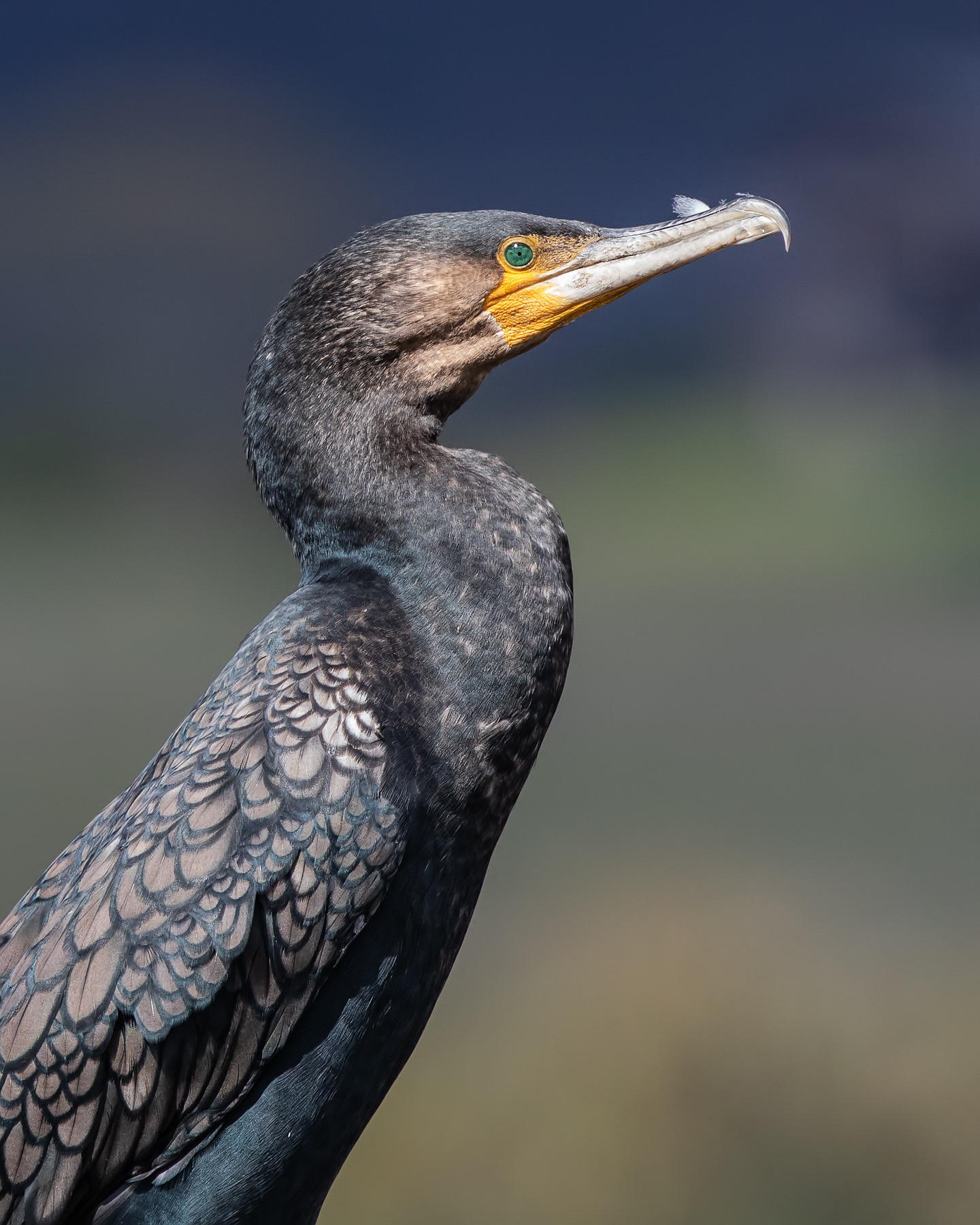 Great Cormorant (Image ID 43272)