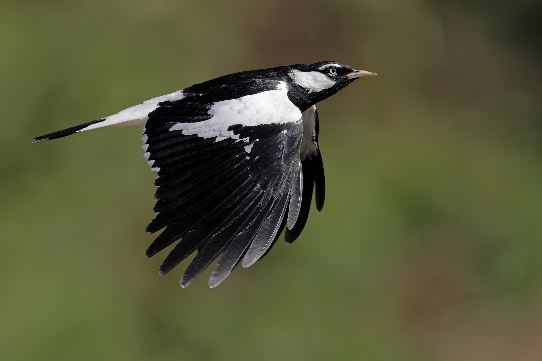Magpie-lark (Image ID 43563)