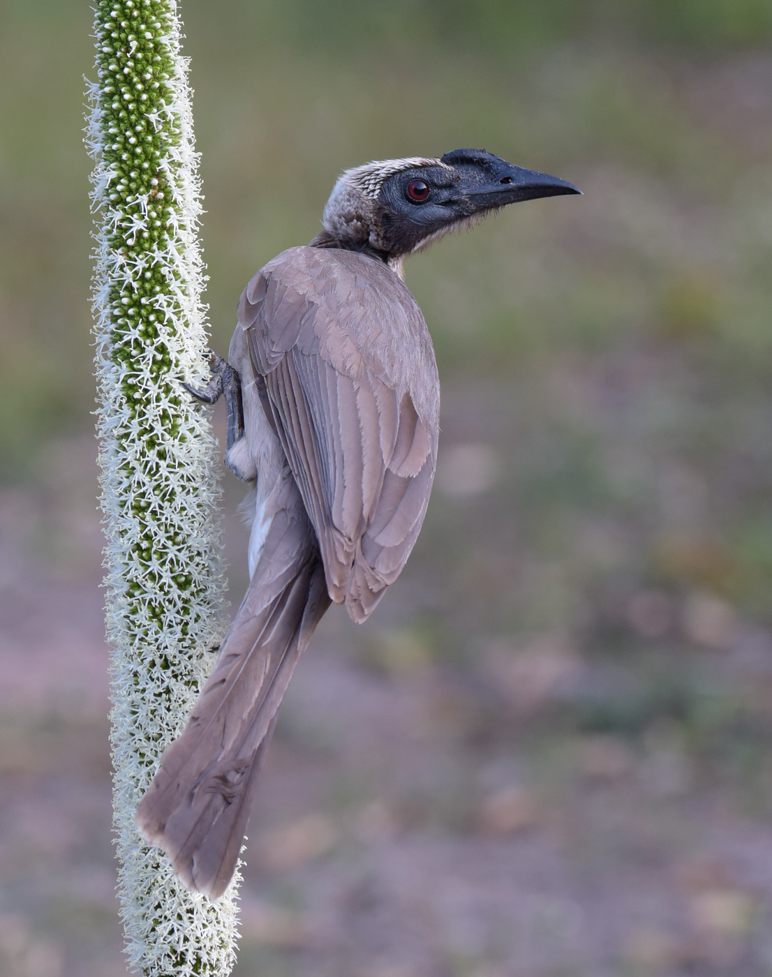 Helmeted Friarbird (Image ID 43307)