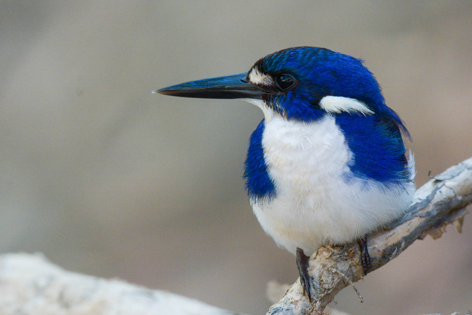 Little Kingfisher (Image ID 43511)