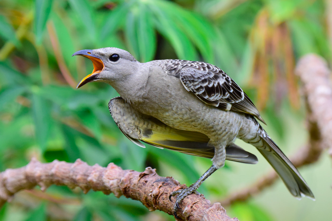 Great Bowerbird (Image ID 43265)