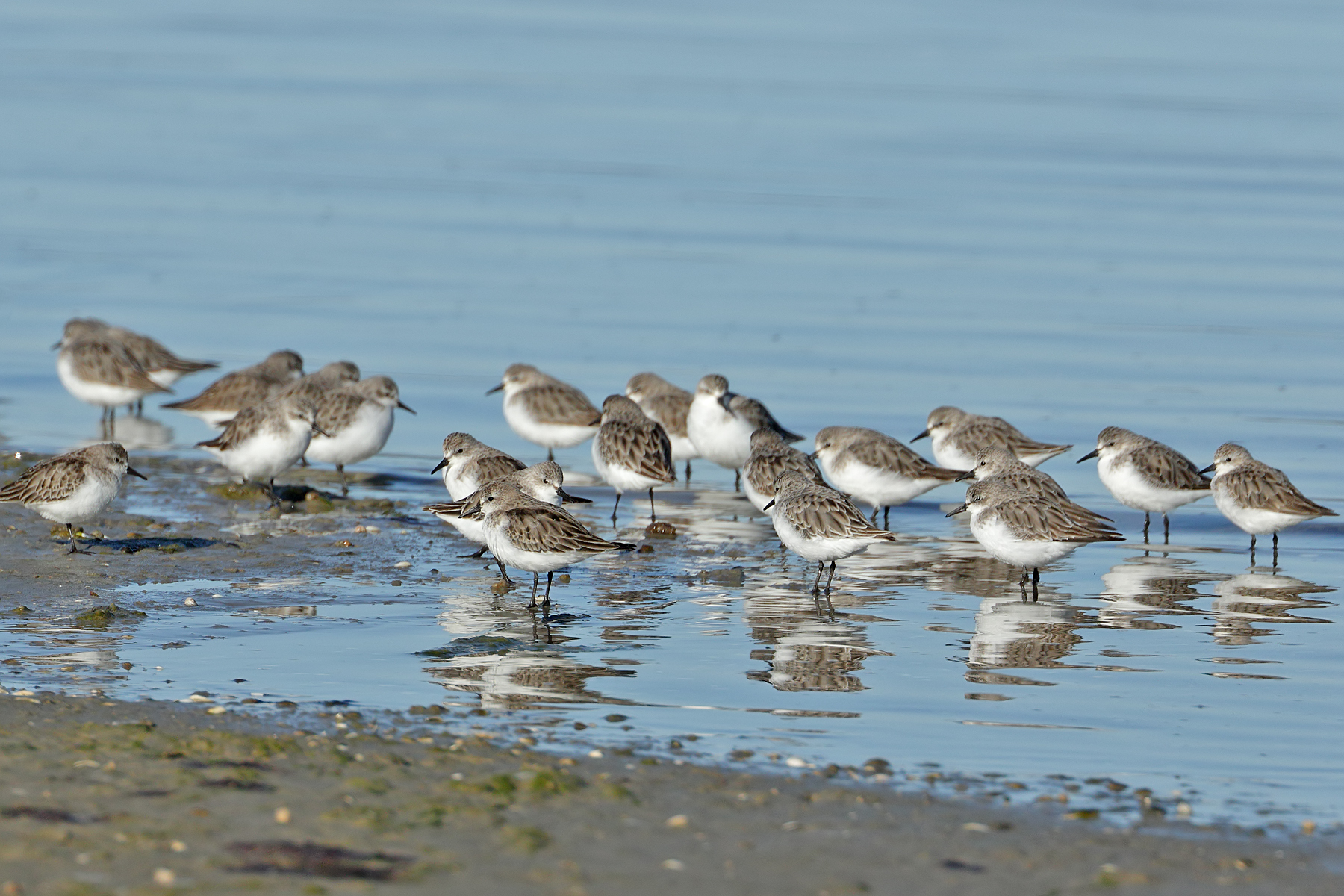 Red-necked Stint (Image ID 43215)