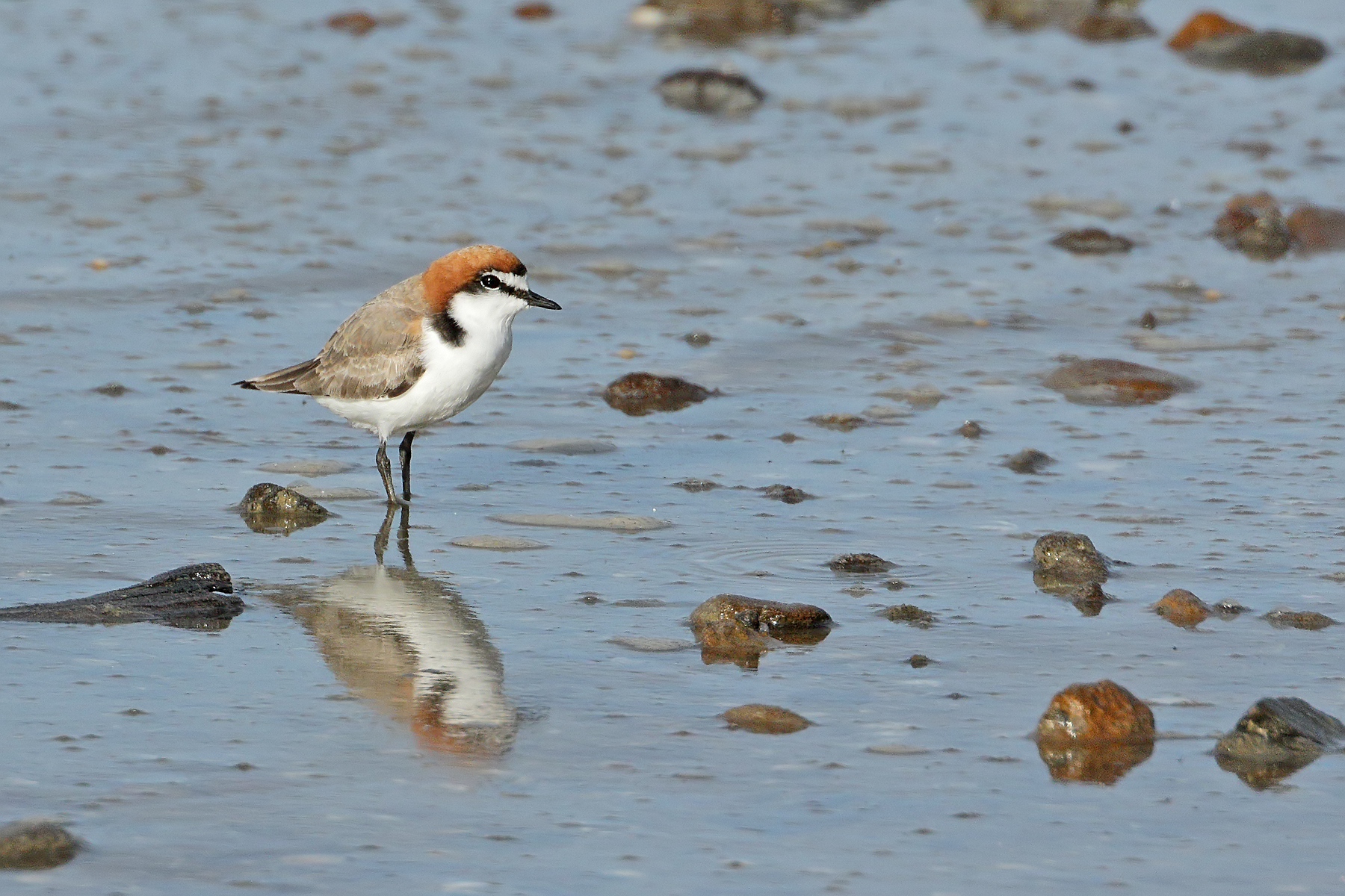 Red-capped Plover (Image ID 43306)