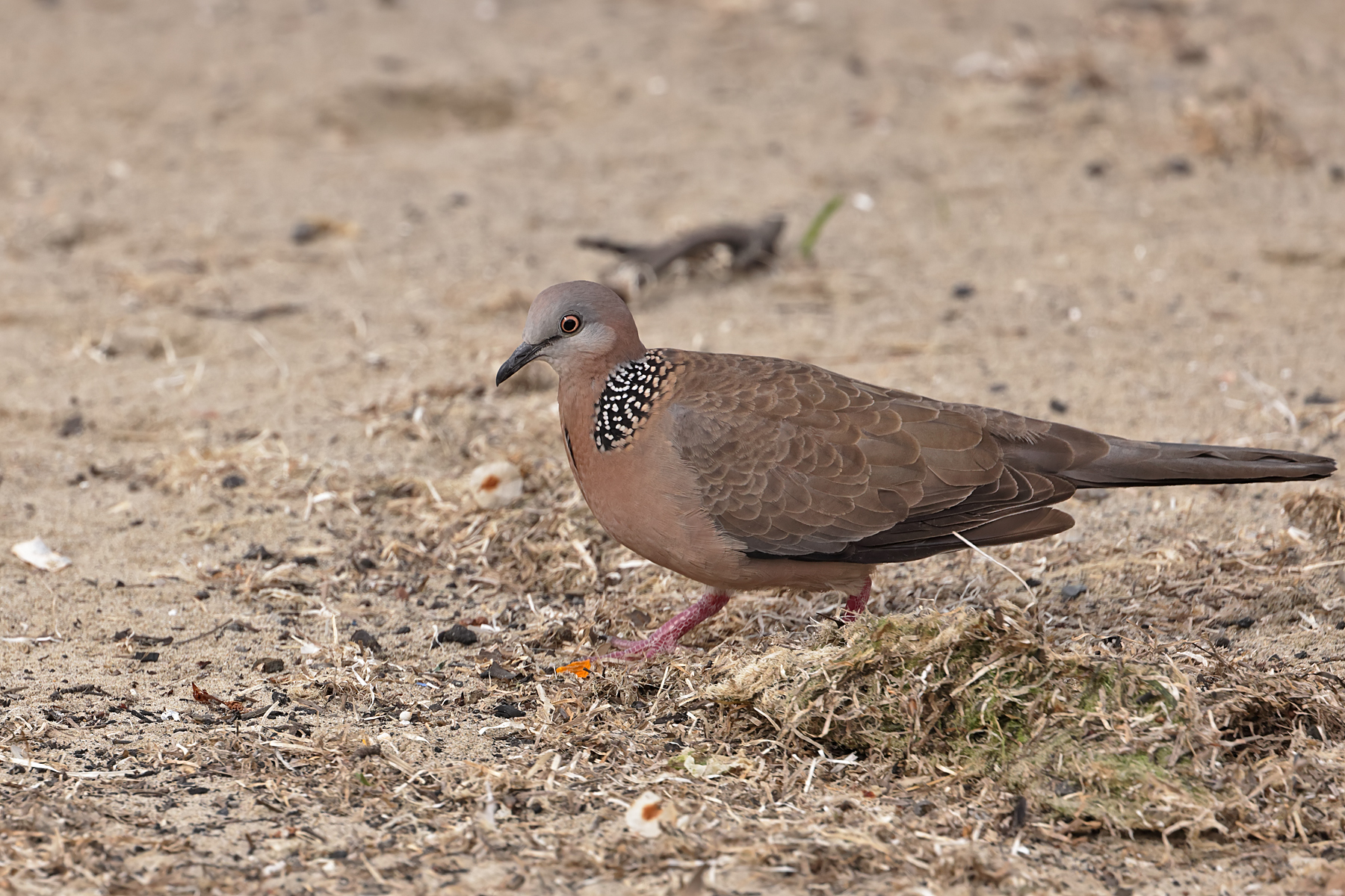 Spotted Dove (Image ID 43415)