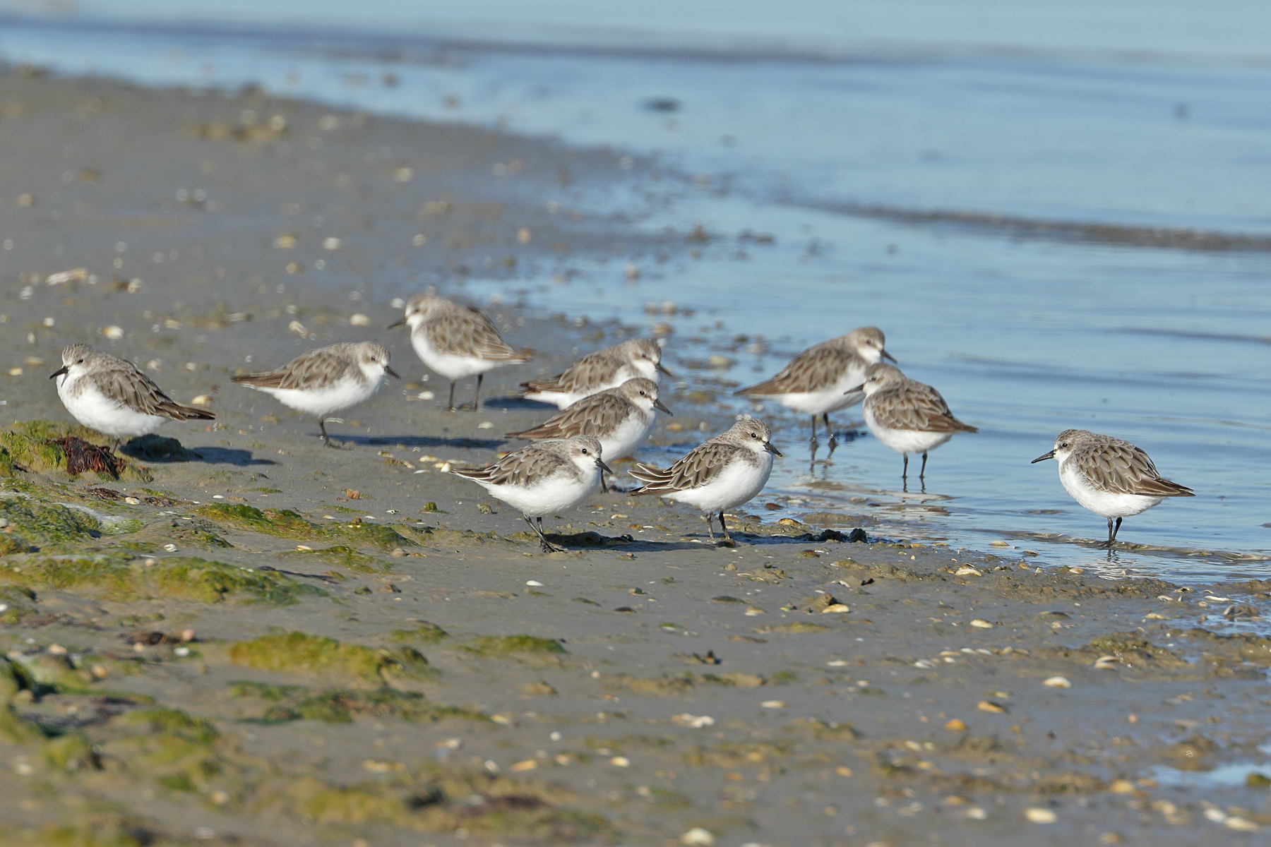 Red-necked Stint (Image ID 43214)