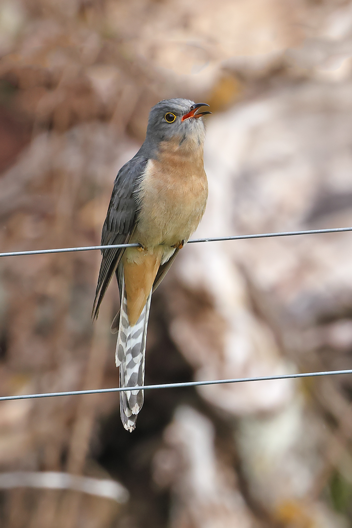 Fan-tailed Cuckoo (Image ID 43348)