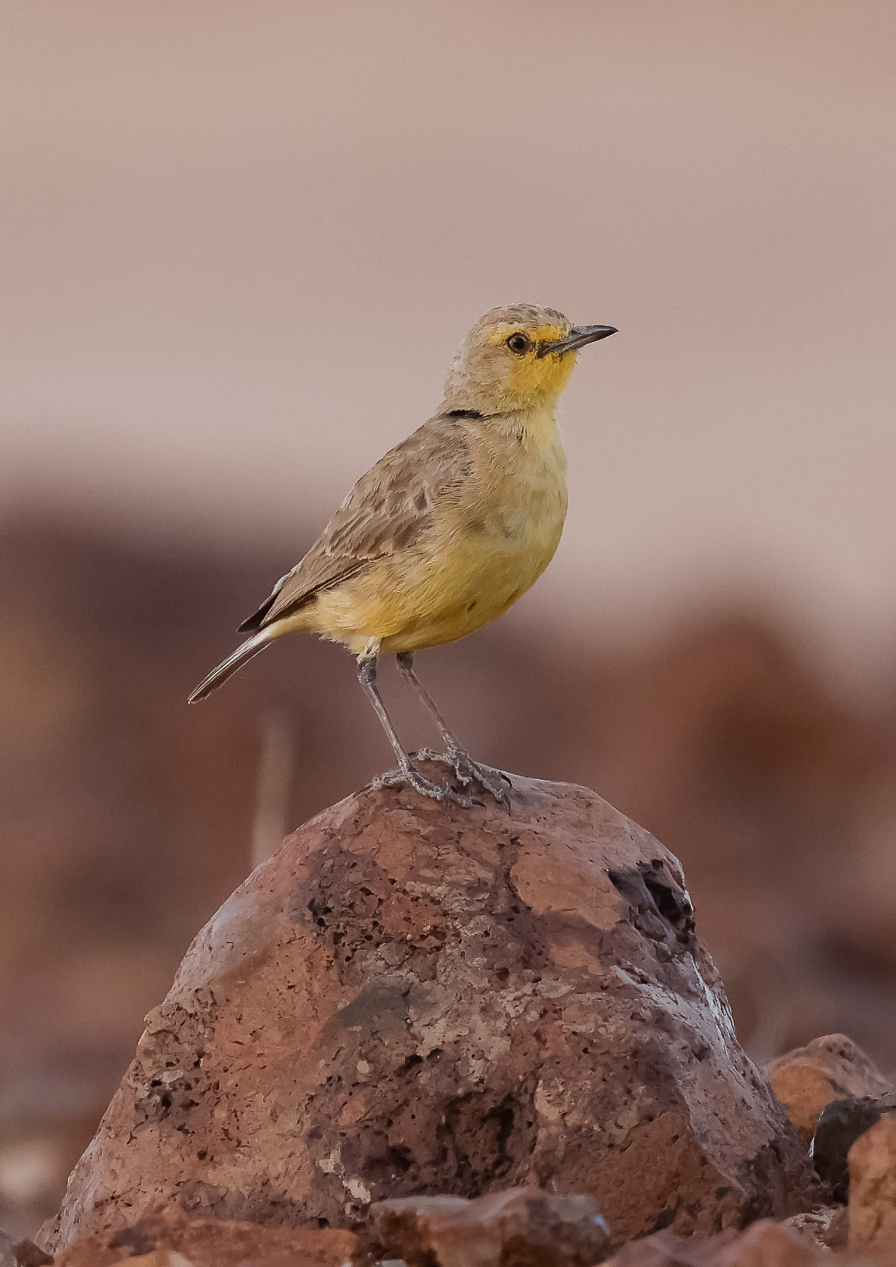 Gibberbird (Image ID 43594)